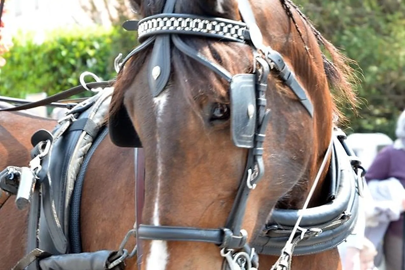 Lieu atypique, MACALECHE