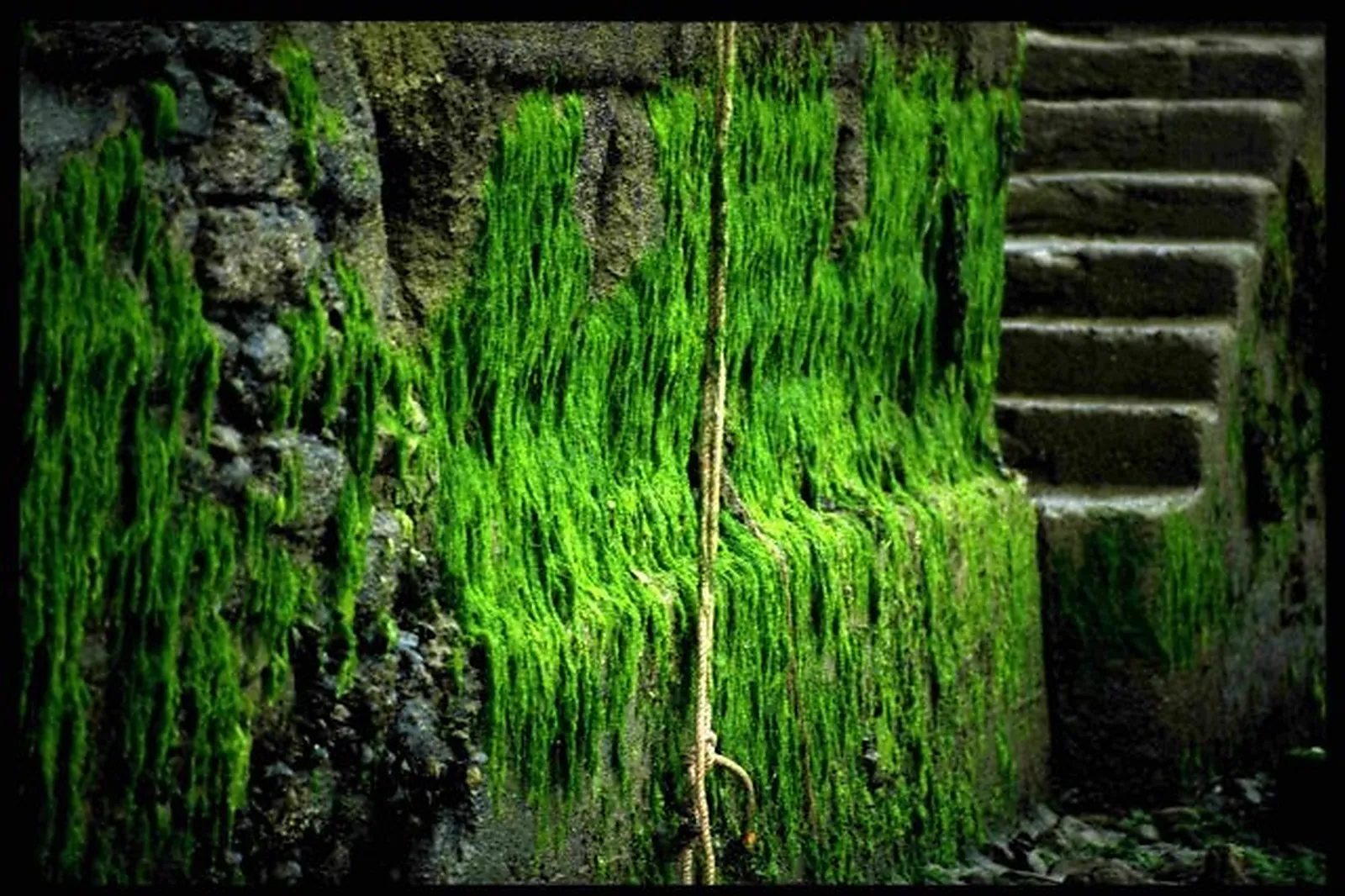 Animations événementielles, LA MOUCHE PRODUCTION