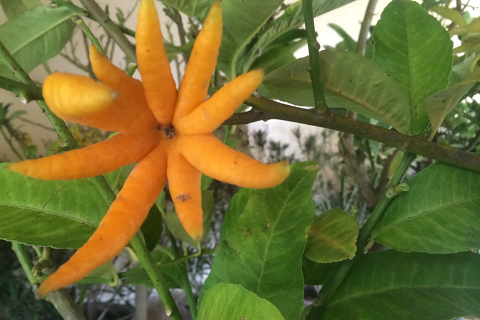 Lieux événementiels, SOPHIE HAVET