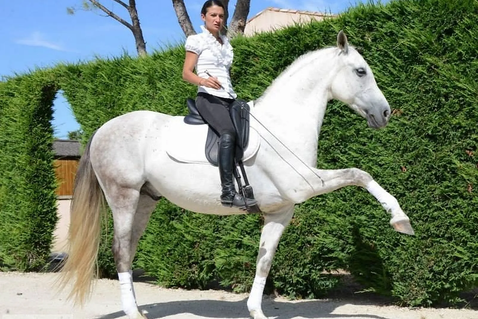 Animations événementielles, LES ATTELAGES BLANC