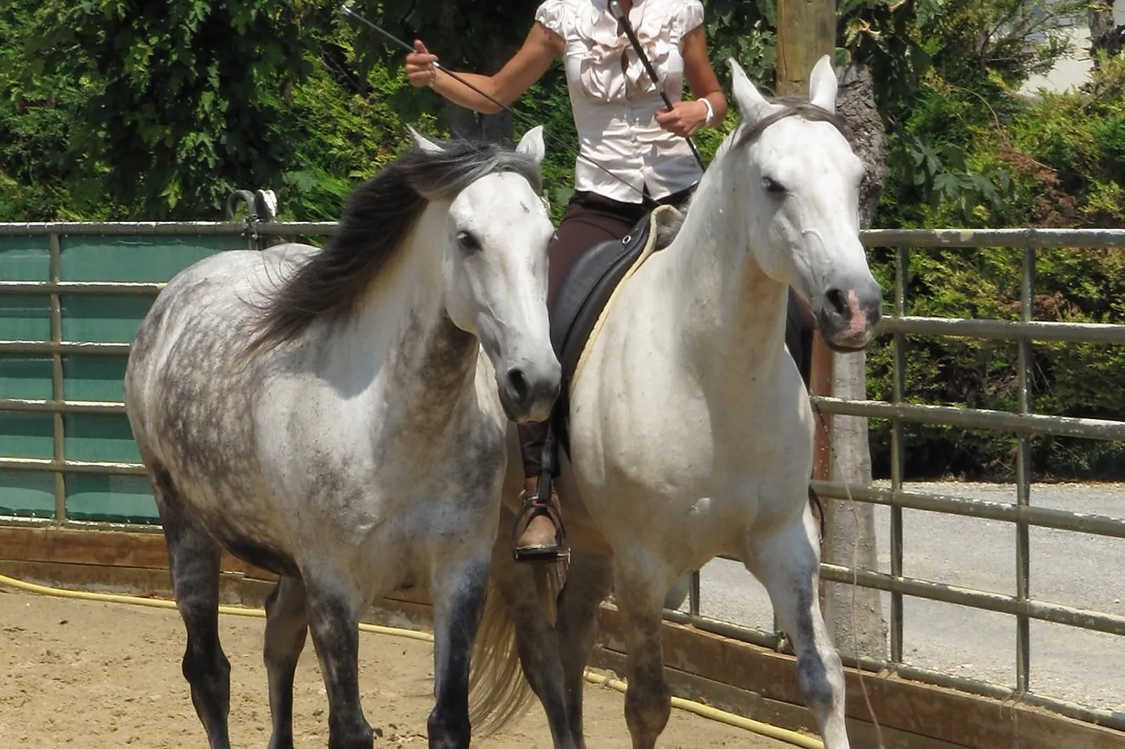 Animations événementielles, LES ATTELAGES BLANC