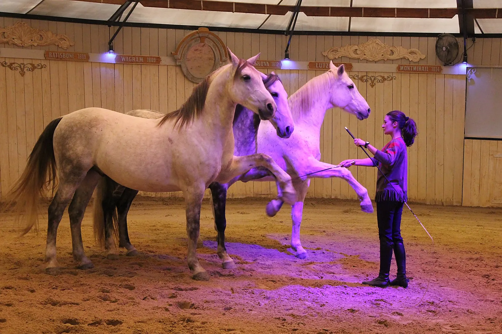 Animations événementielles, LES ATTELAGES BLANC