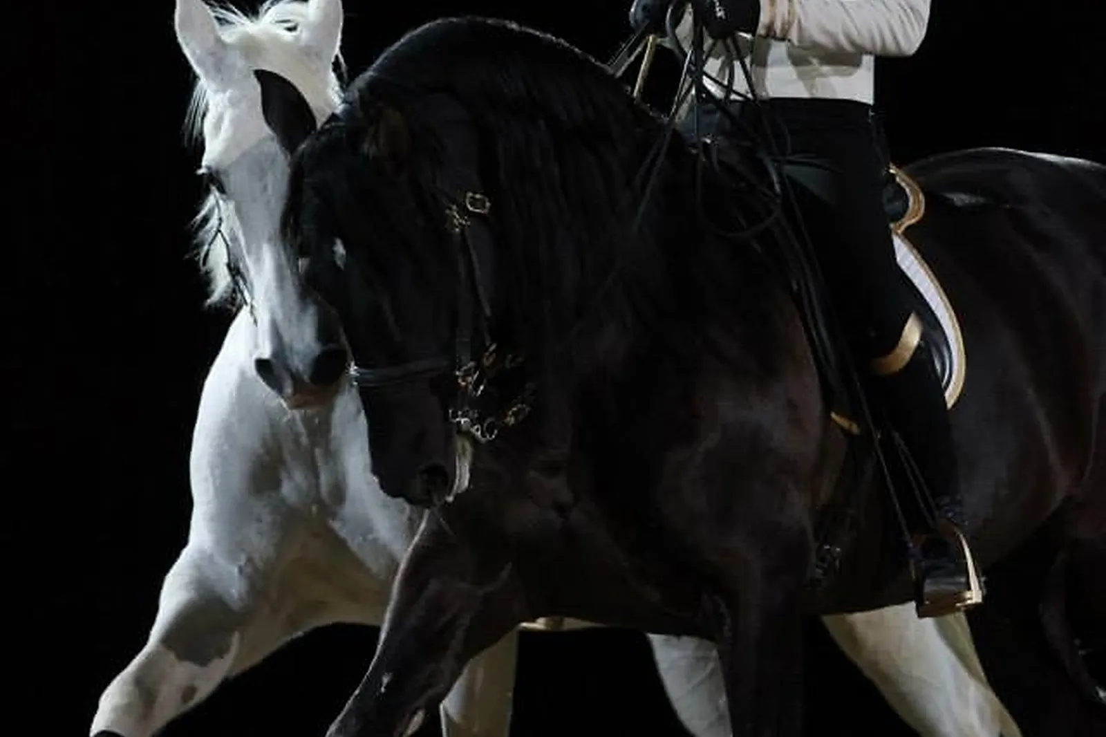 Animations événementielles, LES ATTELAGES BLANC