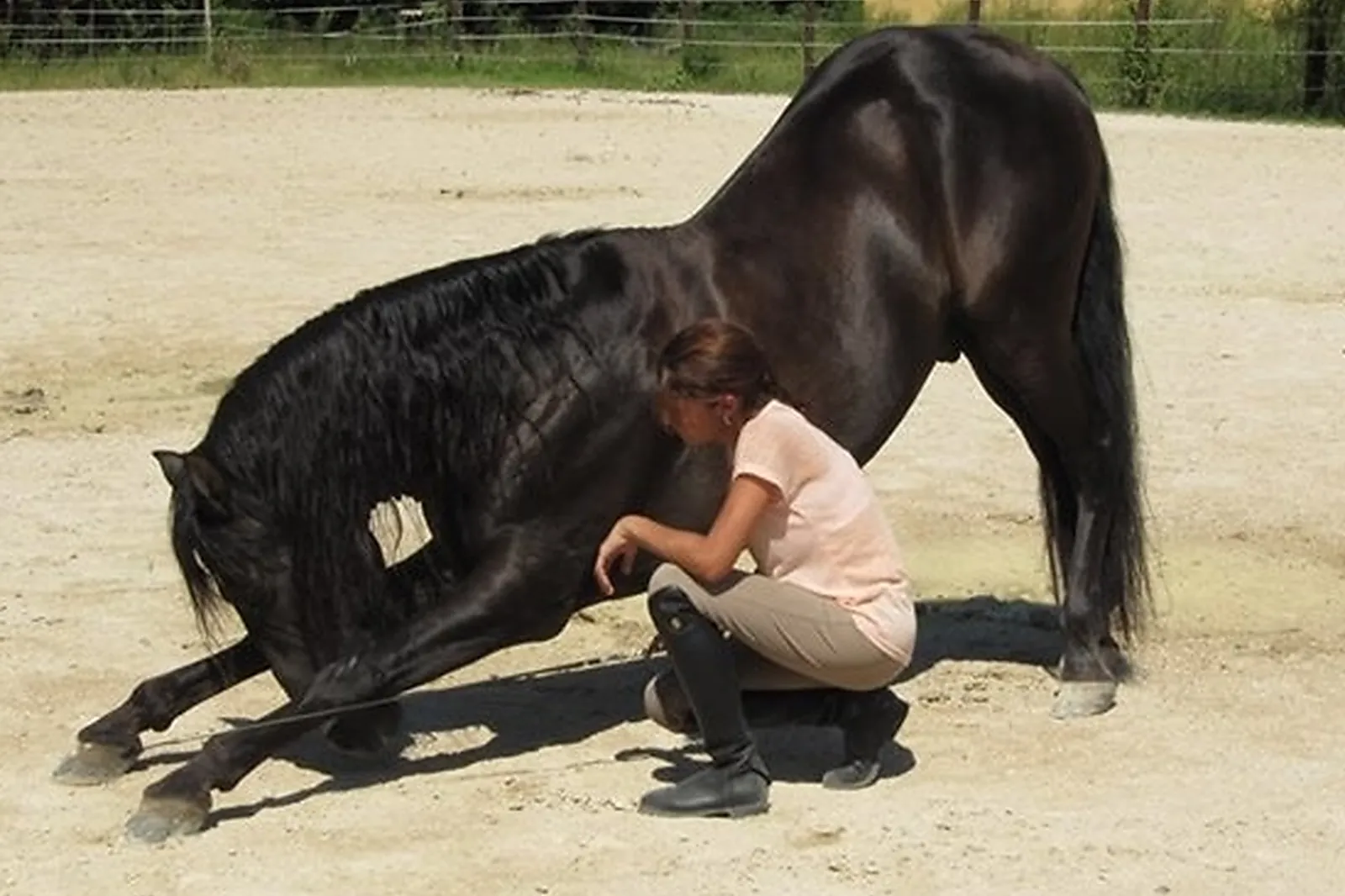 Animations événementielles, LES ATTELAGES BLANC