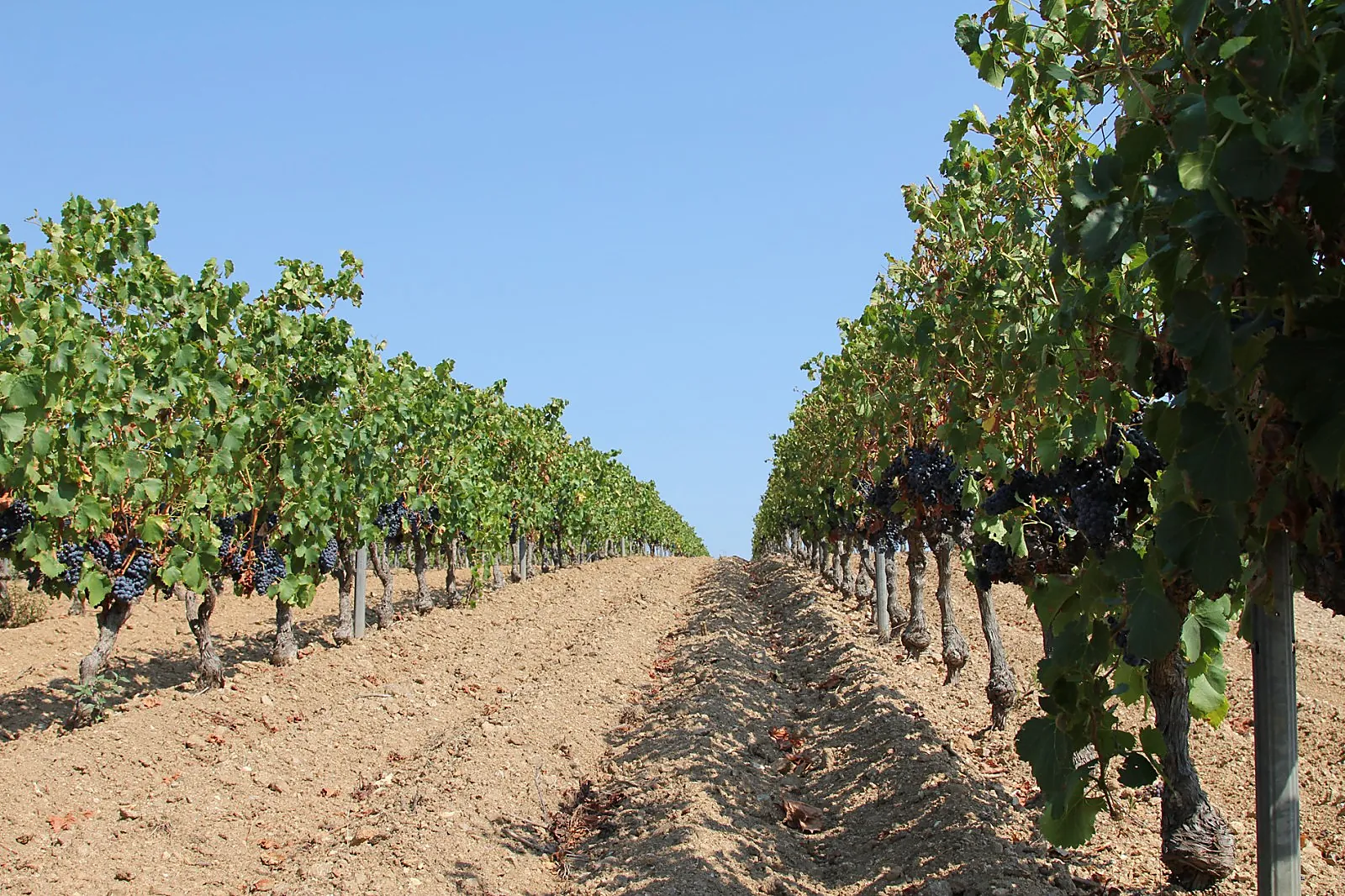 Lieux événementiels, CHÂTEAU VAUDOIS