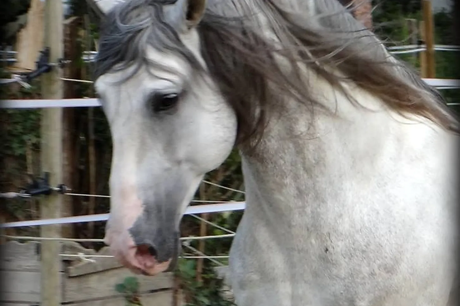 Voiturier, LES ATTELAGES BLANC