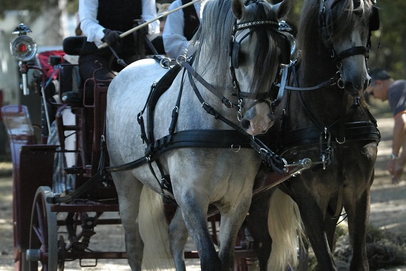Voiturier, LES ATTELAGES BLANC