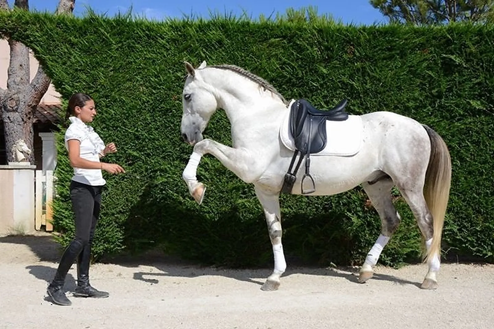 Voiturier, LES ATTELAGES BLANC