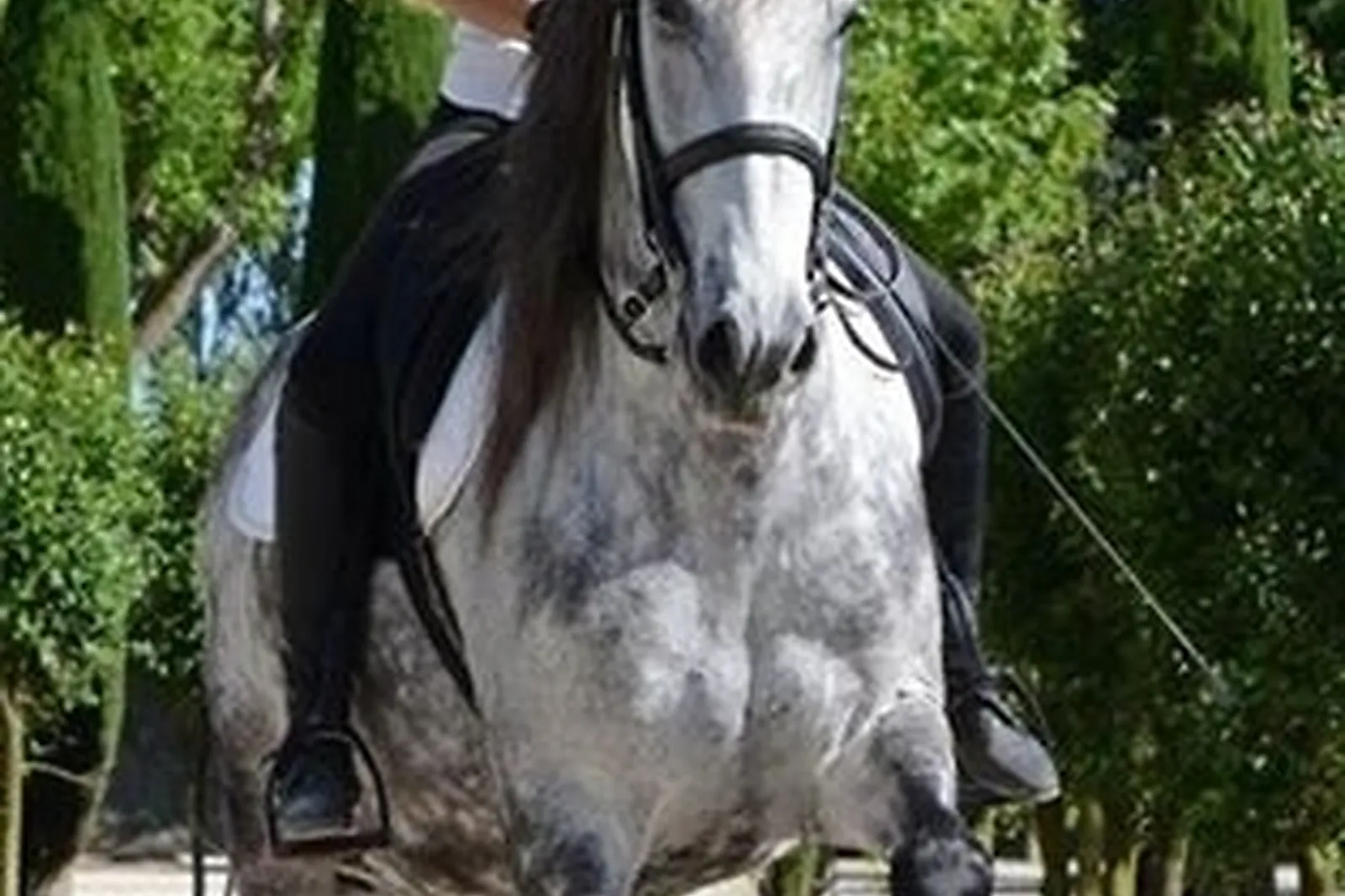 Voiturier, LES ATTELAGES BLANC