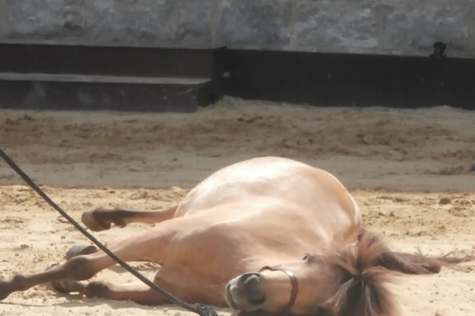 Animations événementielles, ECURIE CAPALLE