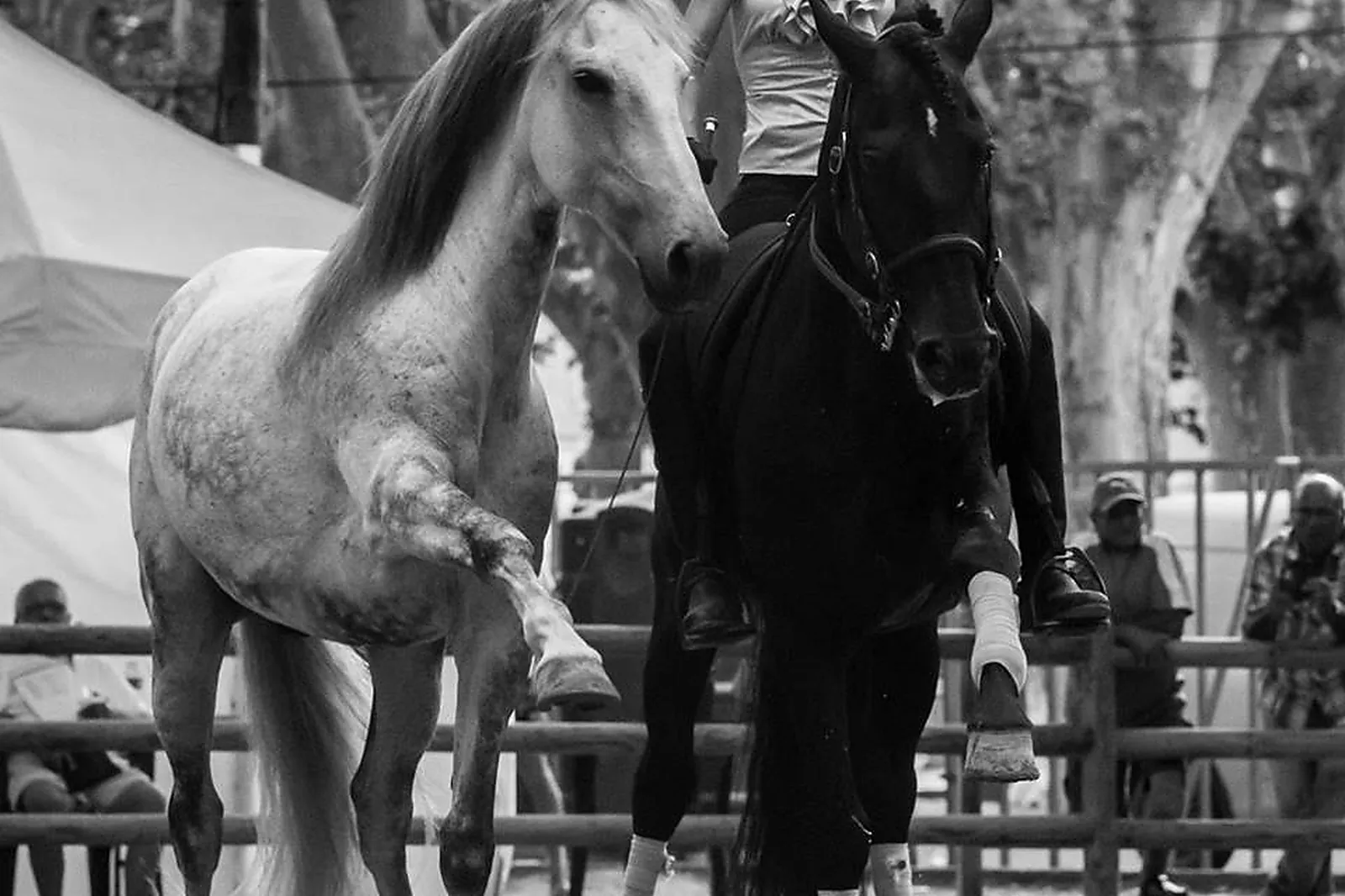 Voiturier, LES ATTELAGES BLANC