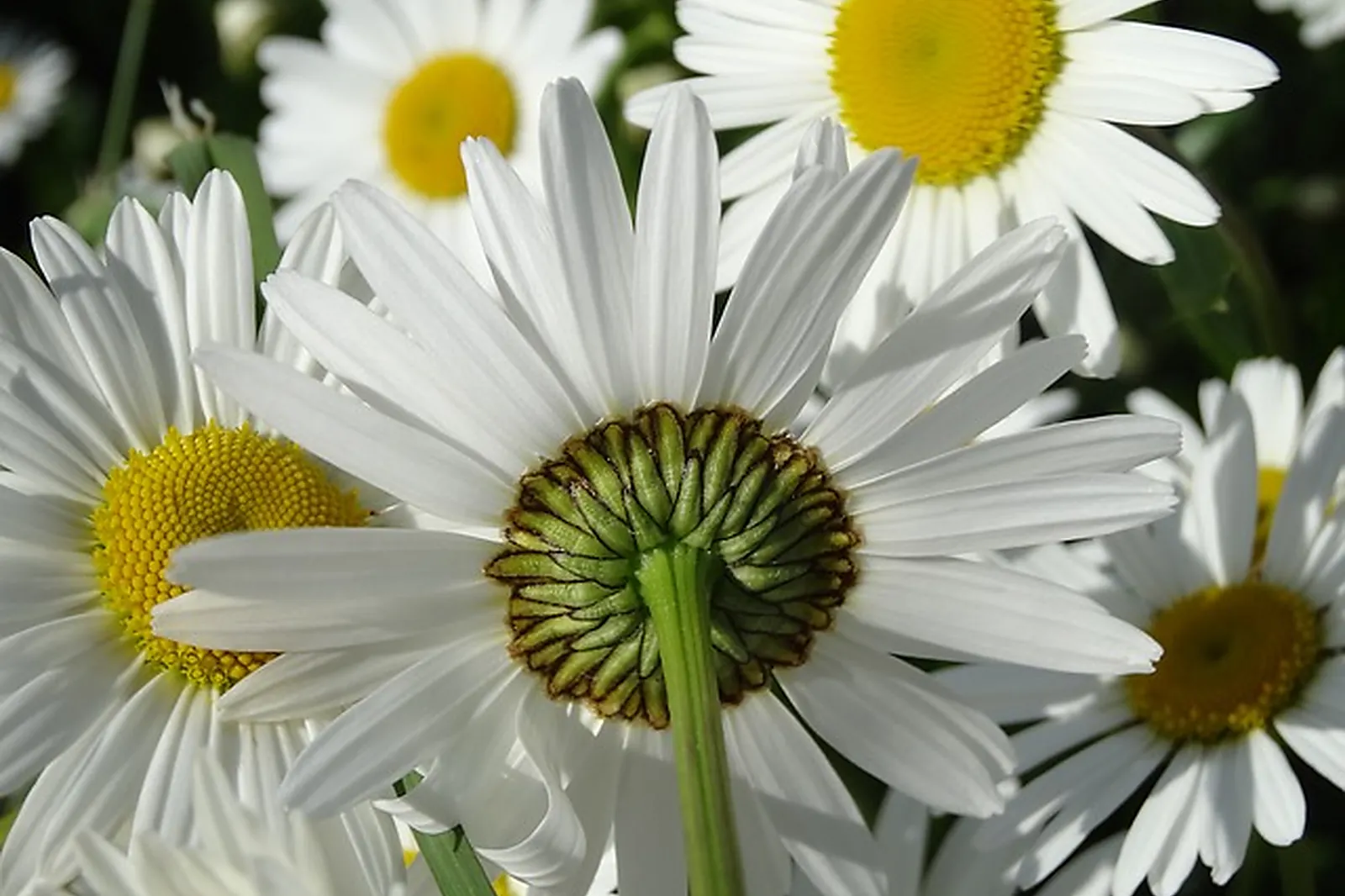 Prestations techniques, G2M CREATIONS