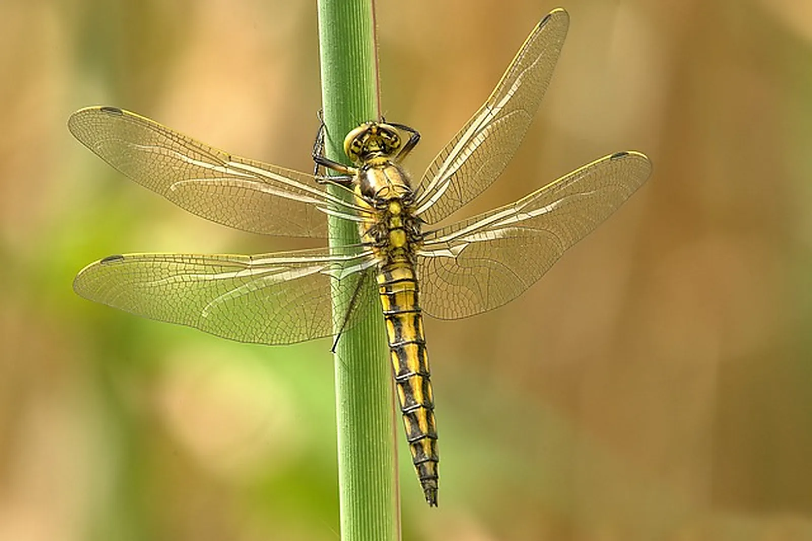 Prestations techniques, G2M CREATIONS