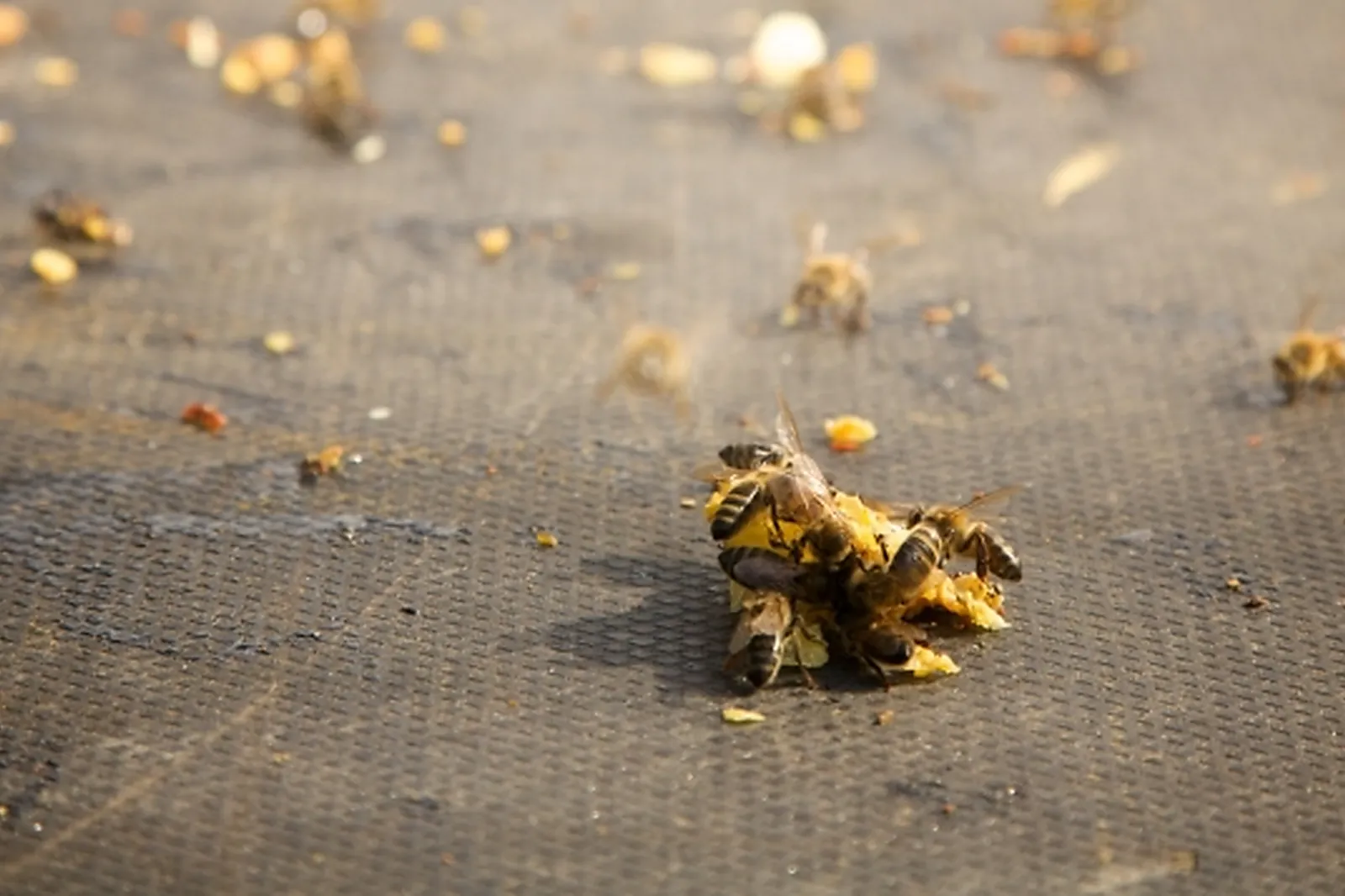 ISASOURI PHOTOGRAPHE