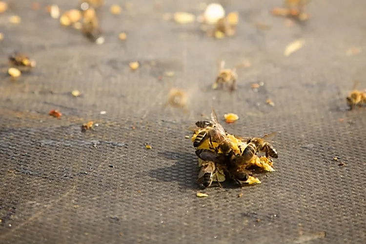 ISASOURI PHOTOGRAPHE