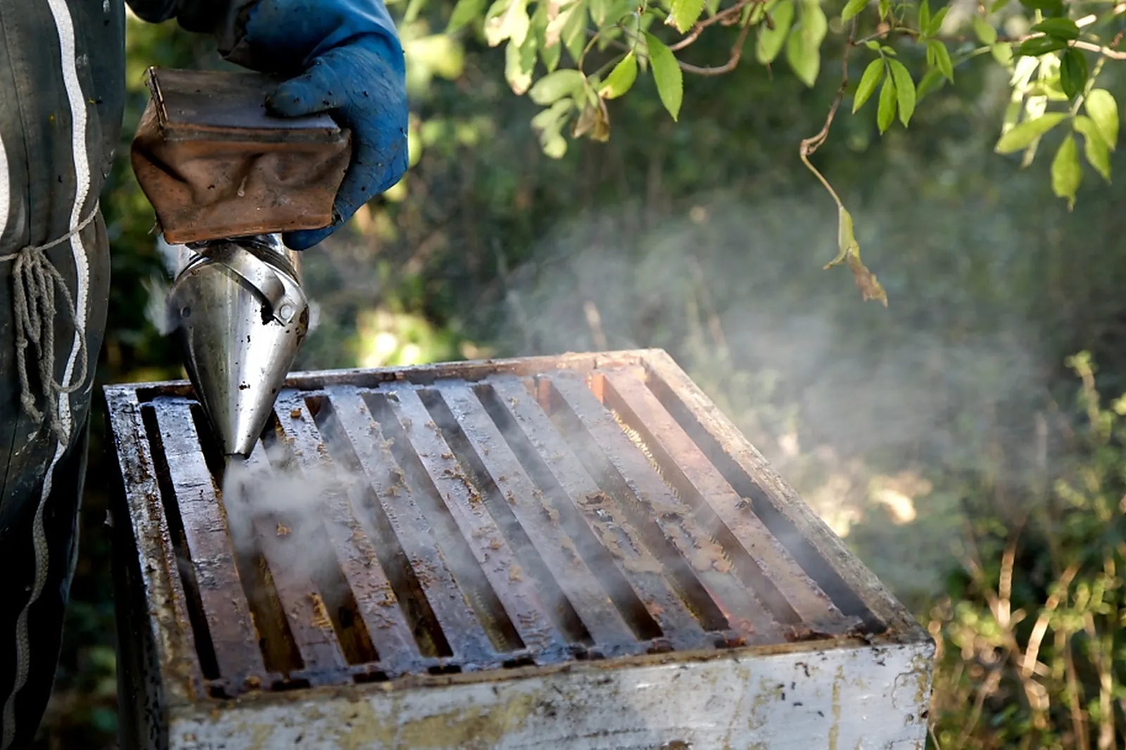 Photographe, ISASOURI PHOTOGRAPHE