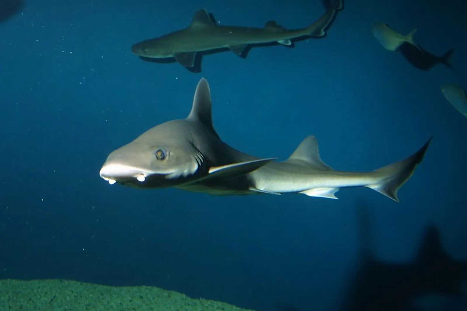 Lieux événementiels, AQUARIUM LA ROCHELLE