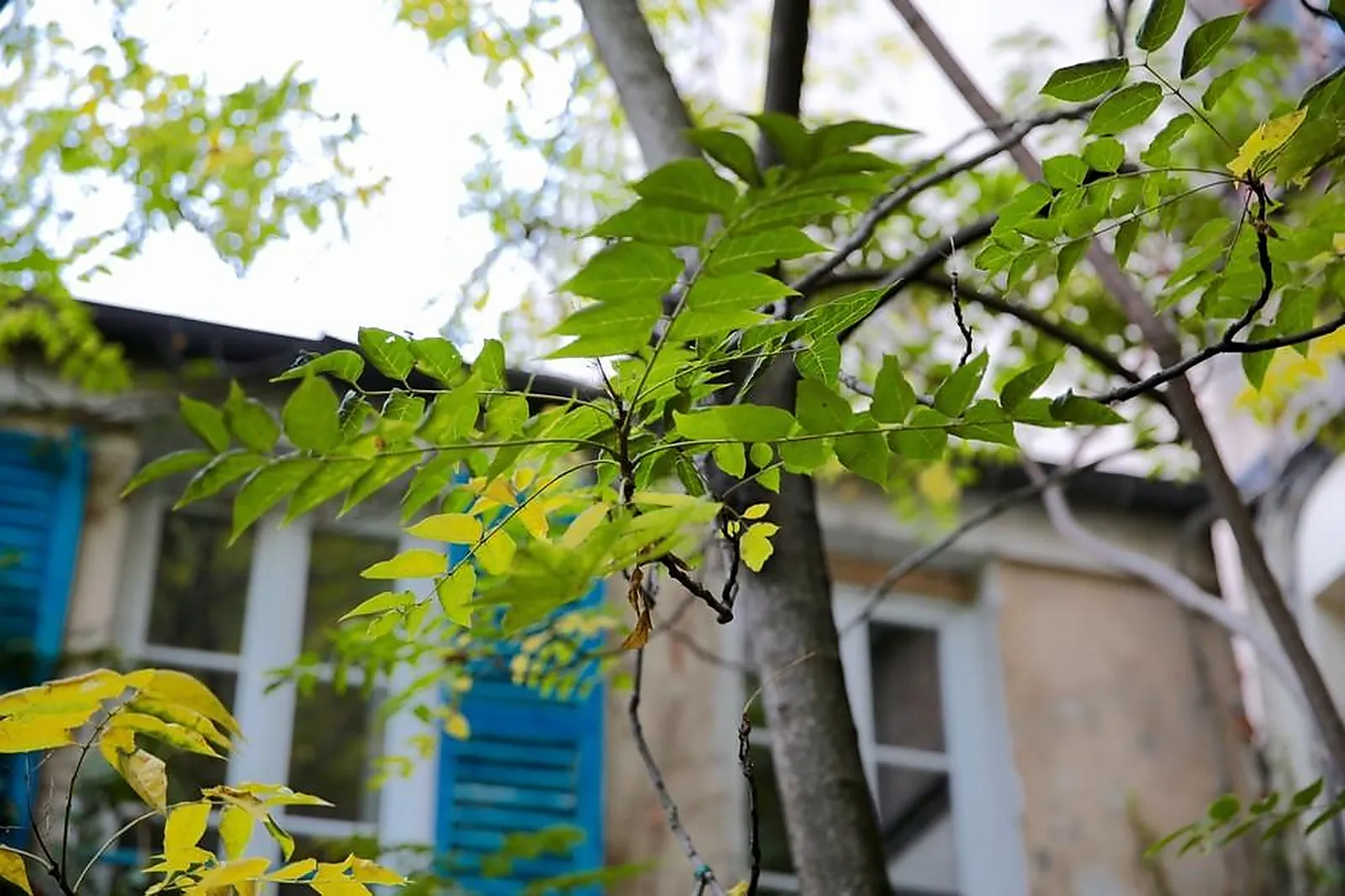 Lieux événementiels, BELLEVILLE