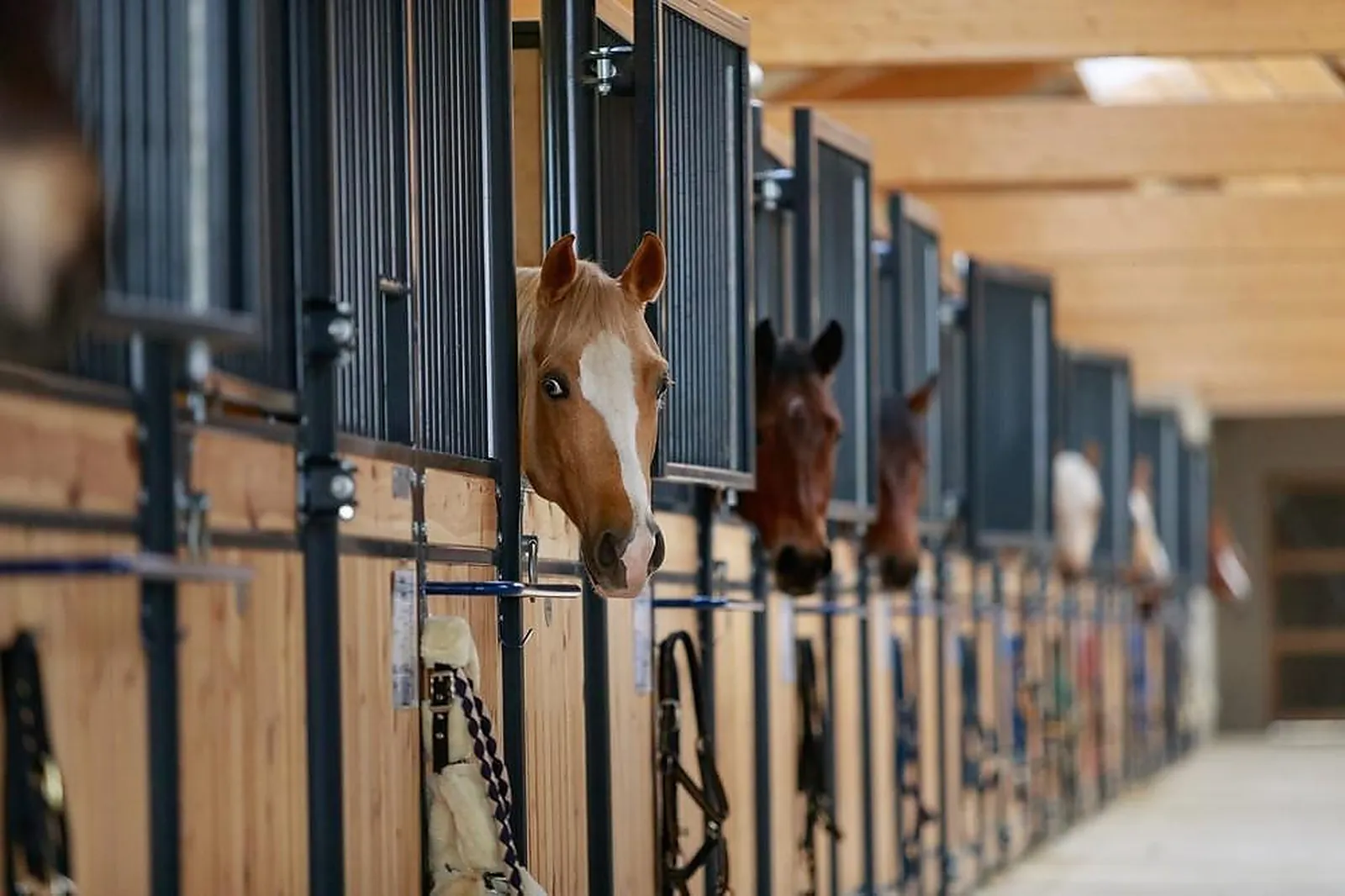 Lieux événementiels, BO RANCH