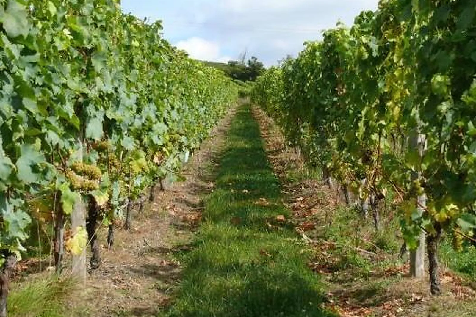 Lieux événementiels, CAVES DE COLLORGUES