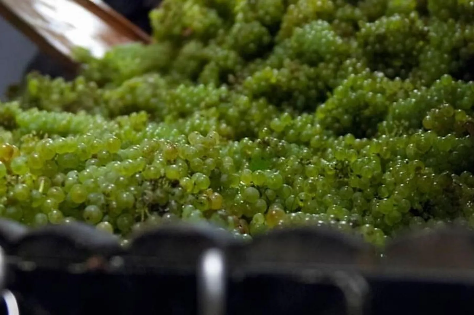 Lieux événementiels, CHAMPAGNE VILMART