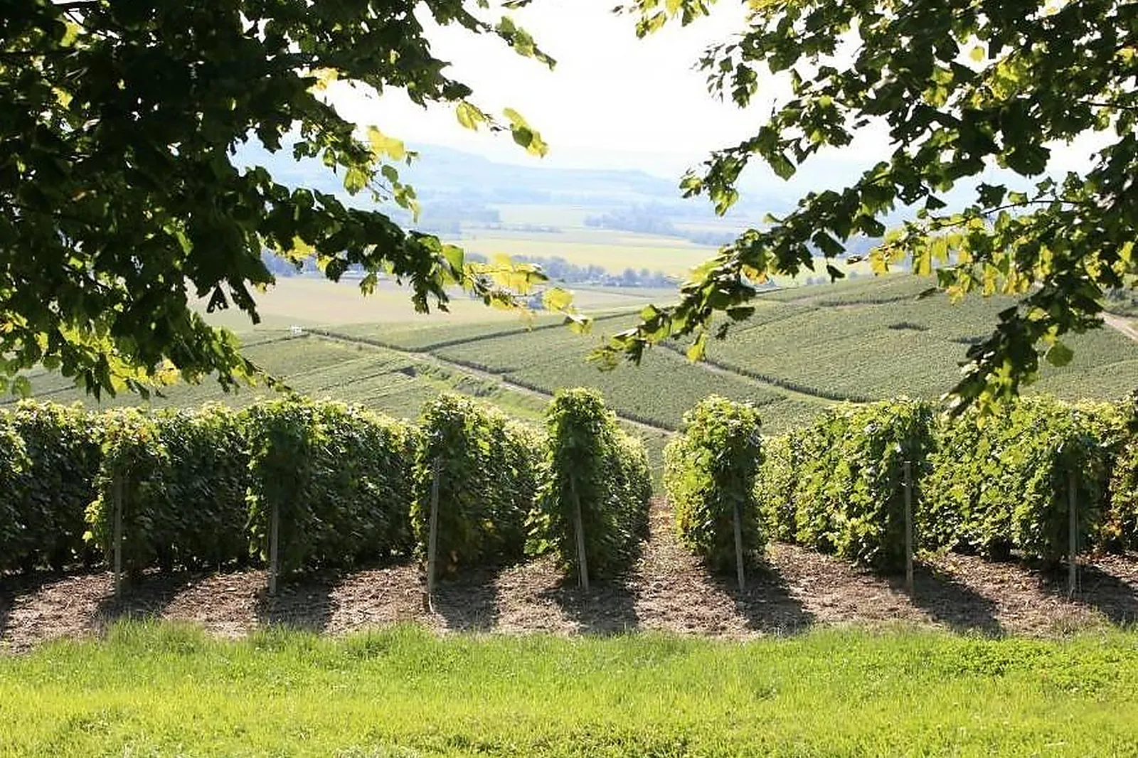 Lieux événementiels, CHAMPAGNE DE L'ARGENTAINE