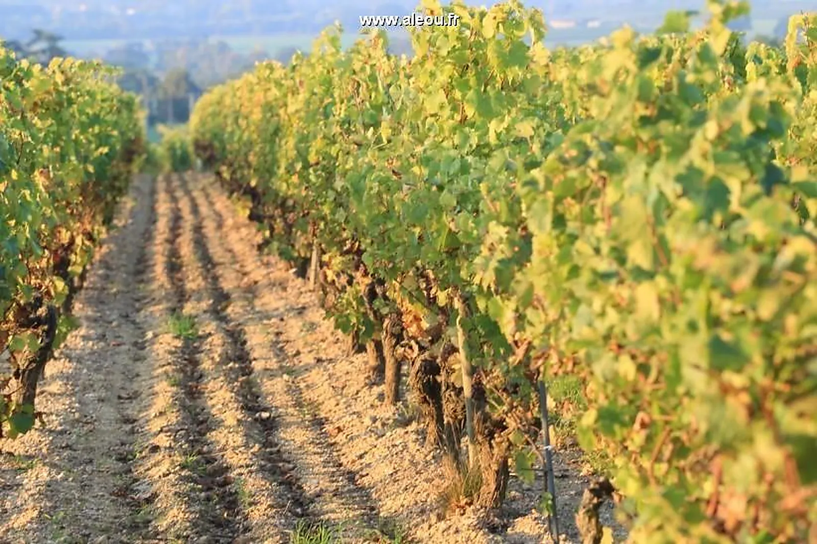 Lieux événementiels, CHÂTEAU DE FESLES