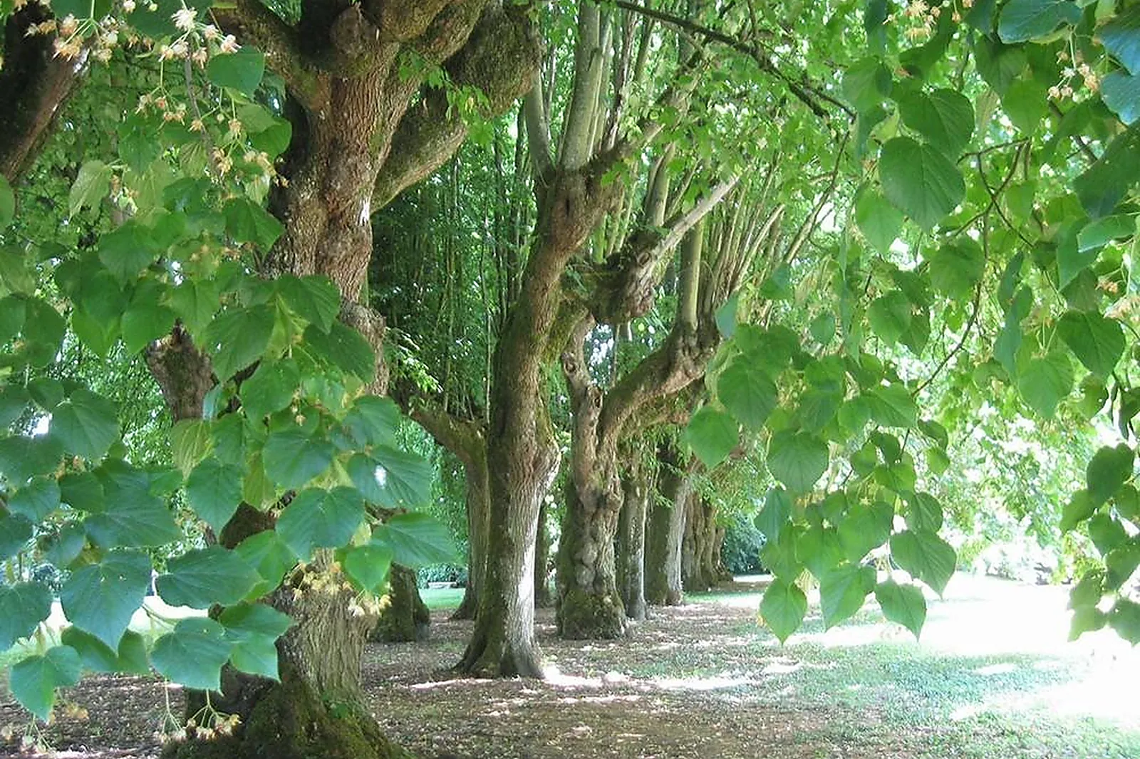Lieux événementiels, CHÂTEAU DE LUZIGNEUL