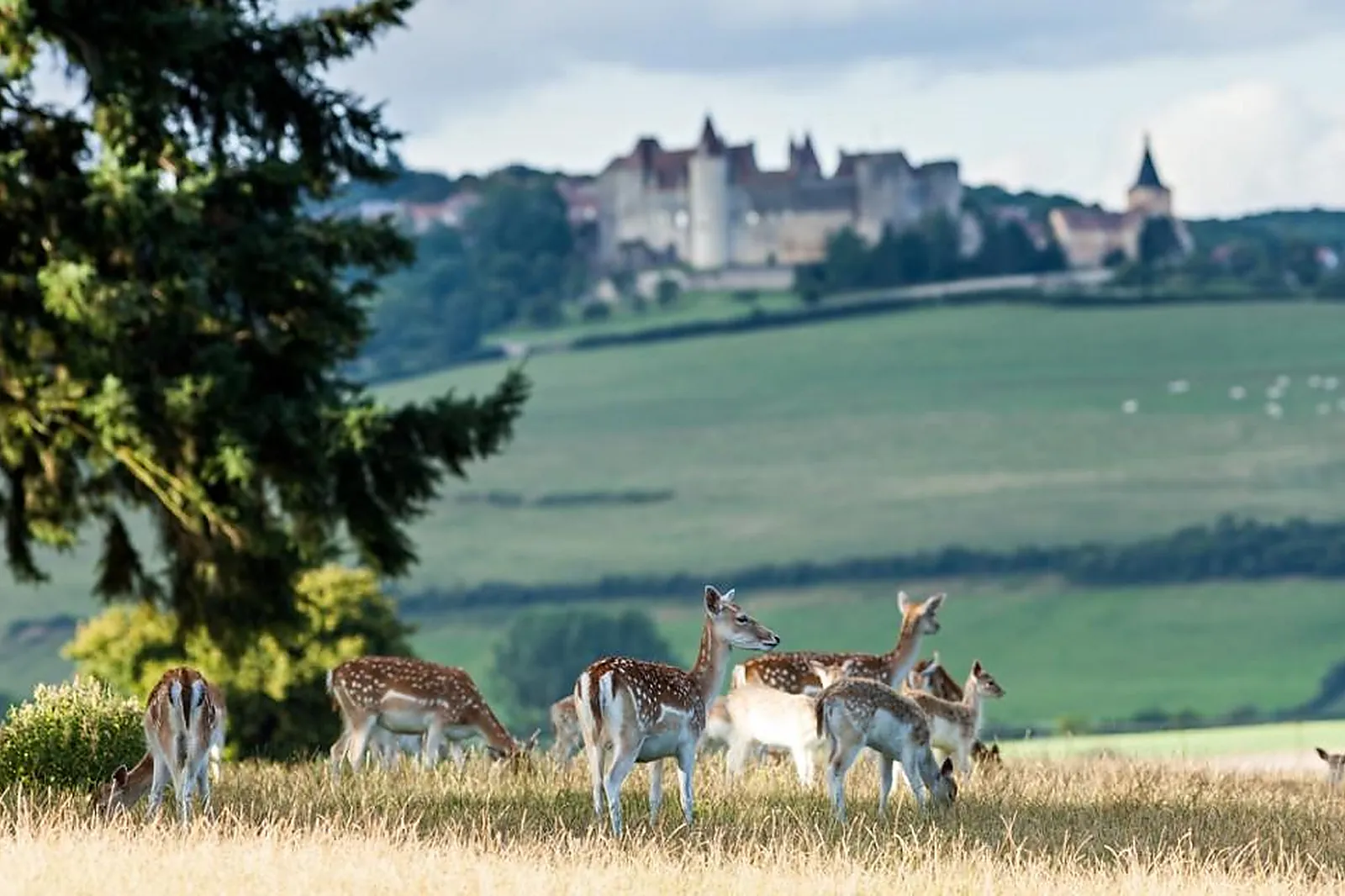 Lieux événementiels, CHATEAU DE SAINTE SABINE