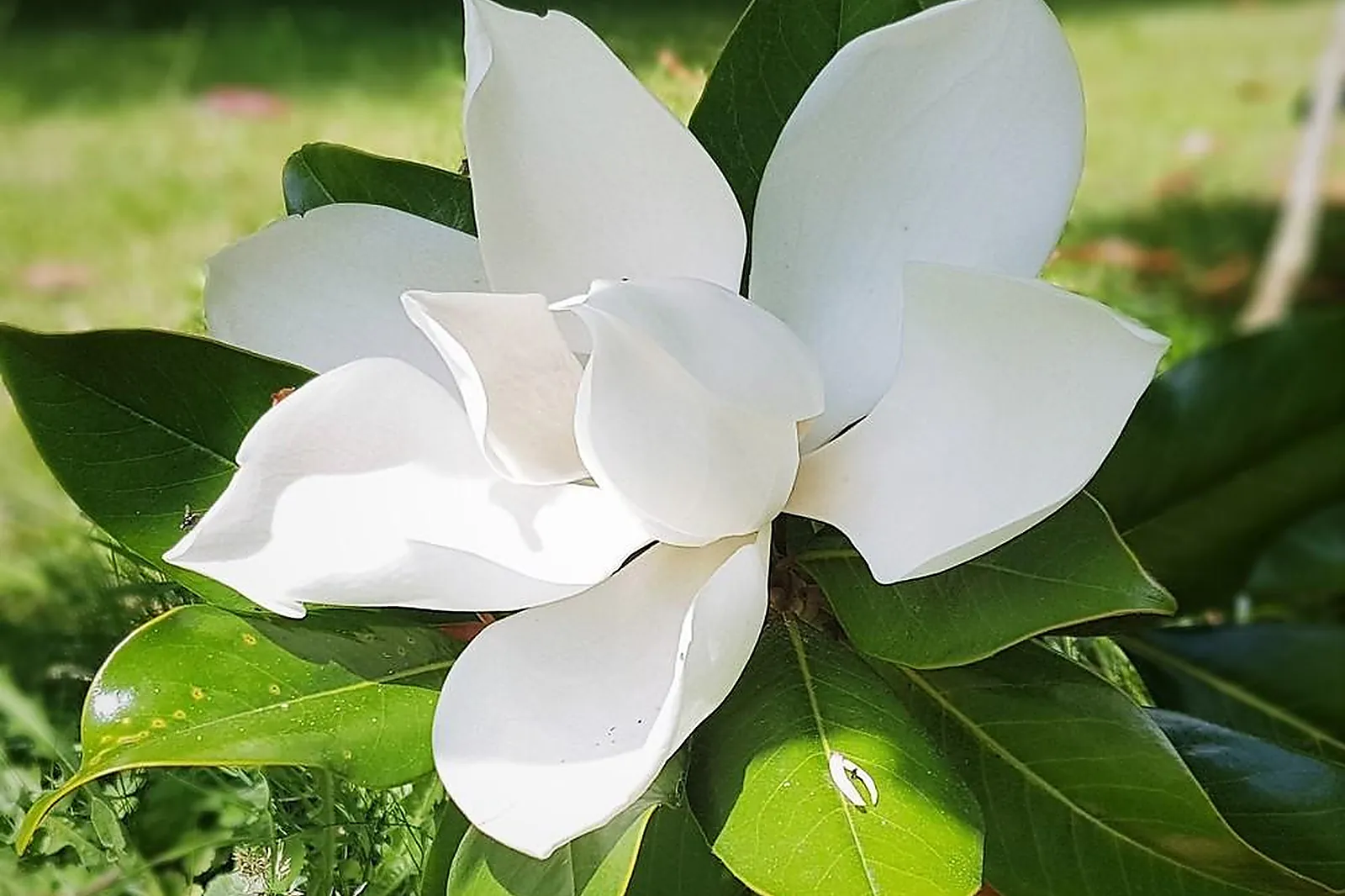 Lieux événementiels, CHÂTEAU DE LA ROSE