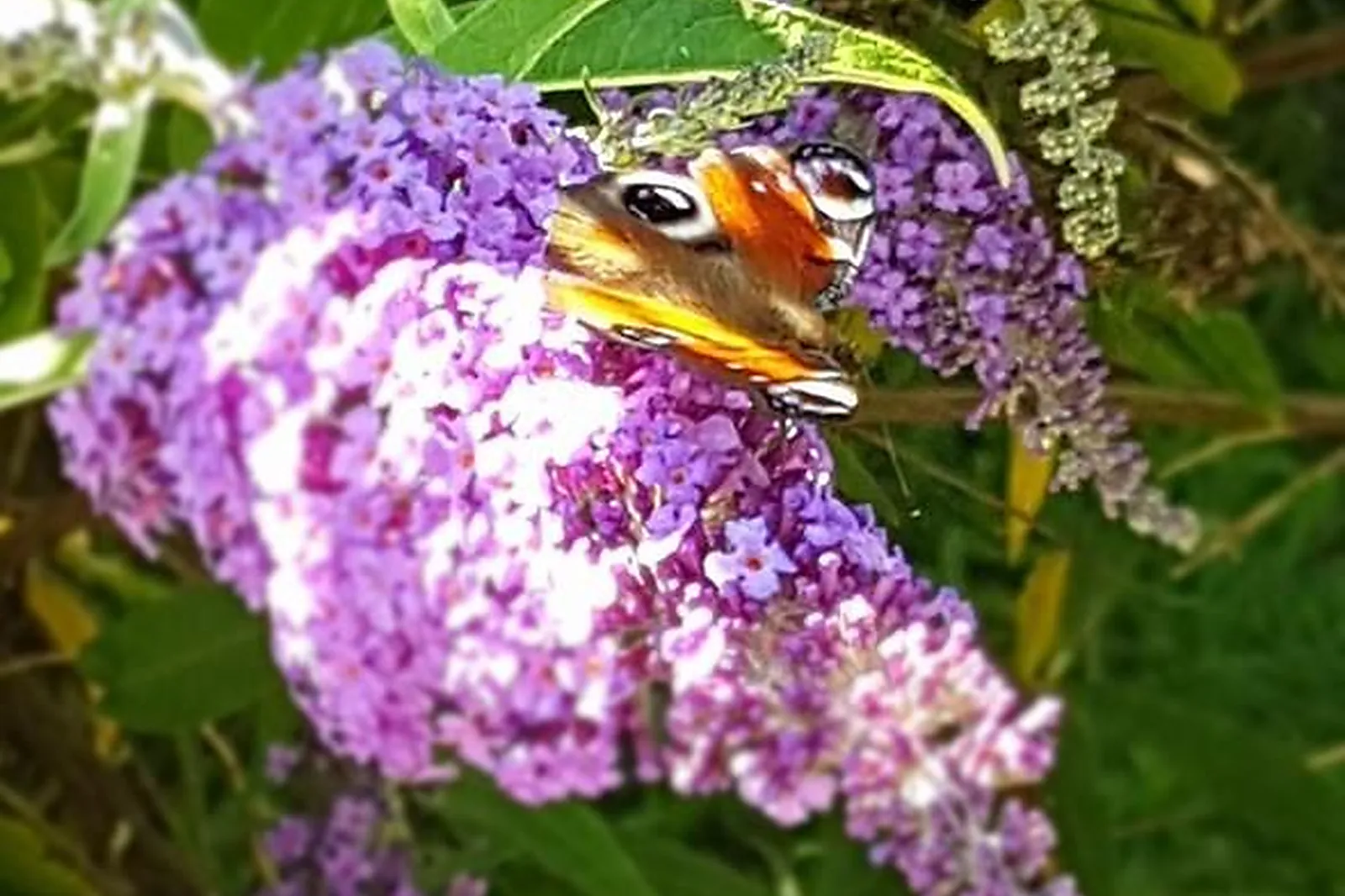Lieux événementiels, CHÂTEAU DE LA ROSE