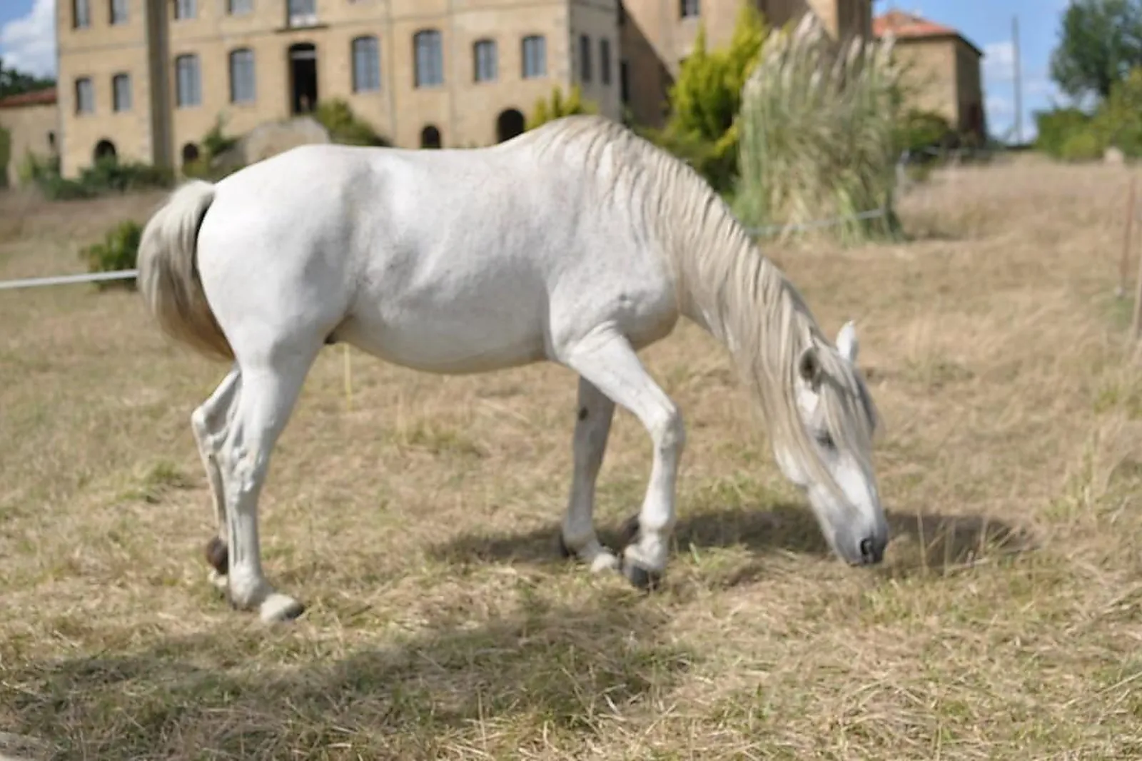 Lieux événementiels, CHEVAL MAGIQUE