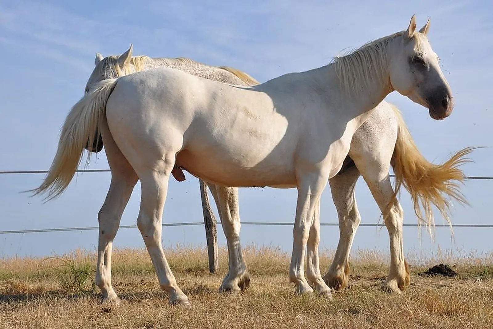 Lieux événementiels, CHEVAL MAGIQUE