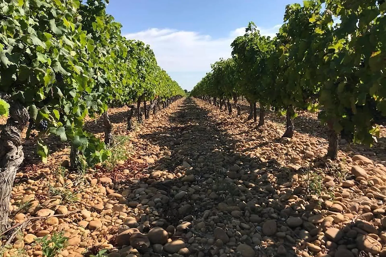 Lieux événementiels, DOMAINE TARDIEU FERRAND