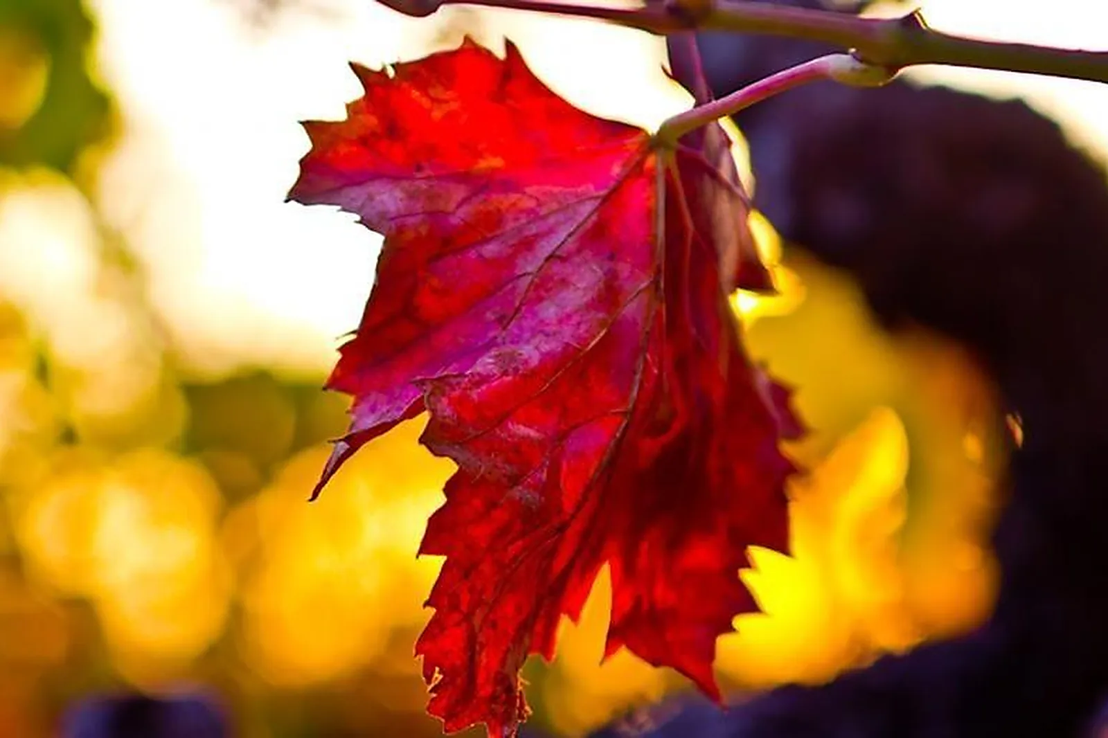 Lieux événementiels, DOMAINE DE LONGUE TOQUE