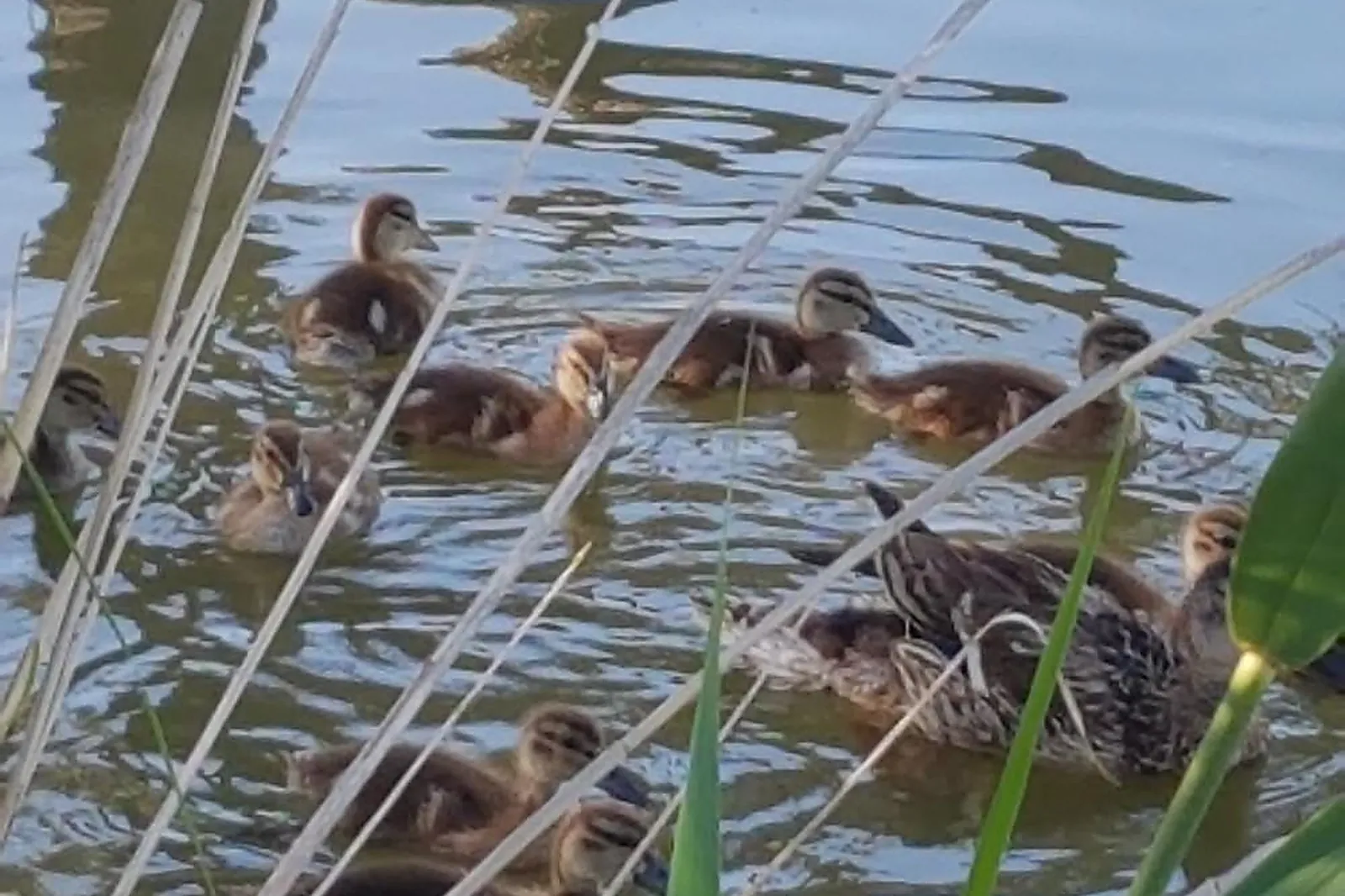 Lieux événementiels, HÔTEL LES RIZIÈRES