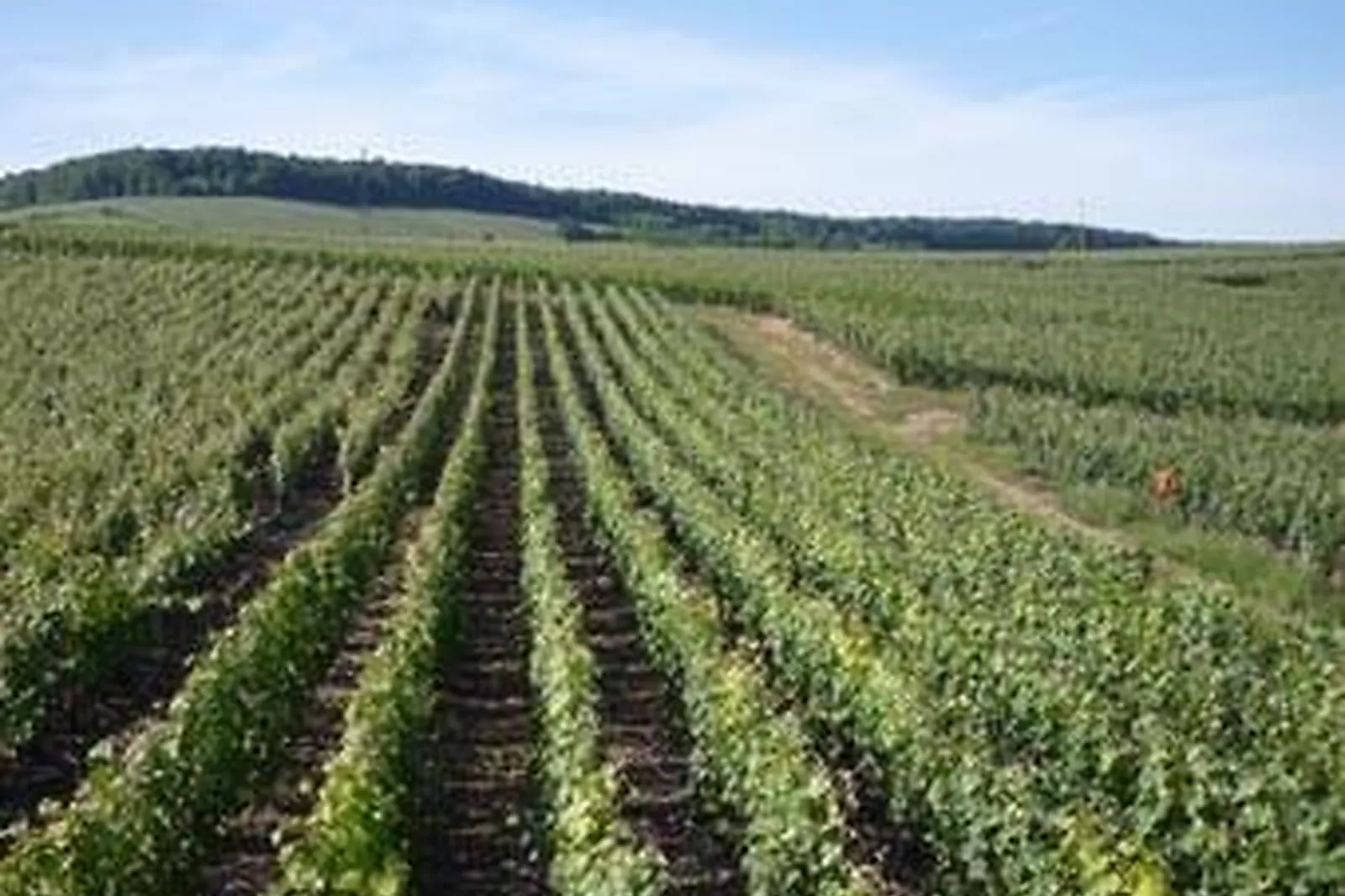 Lieux événementiels, JOLY CHAMPAGNE