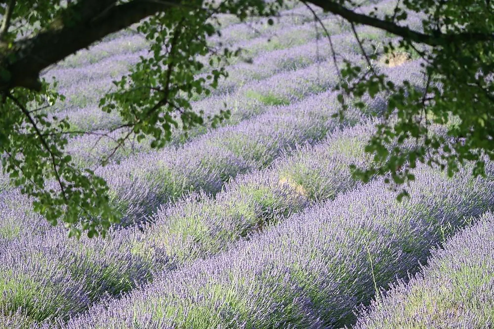 Lieux événementiels, LL&RSQUO;ESSENTIEL DE LAVANDE