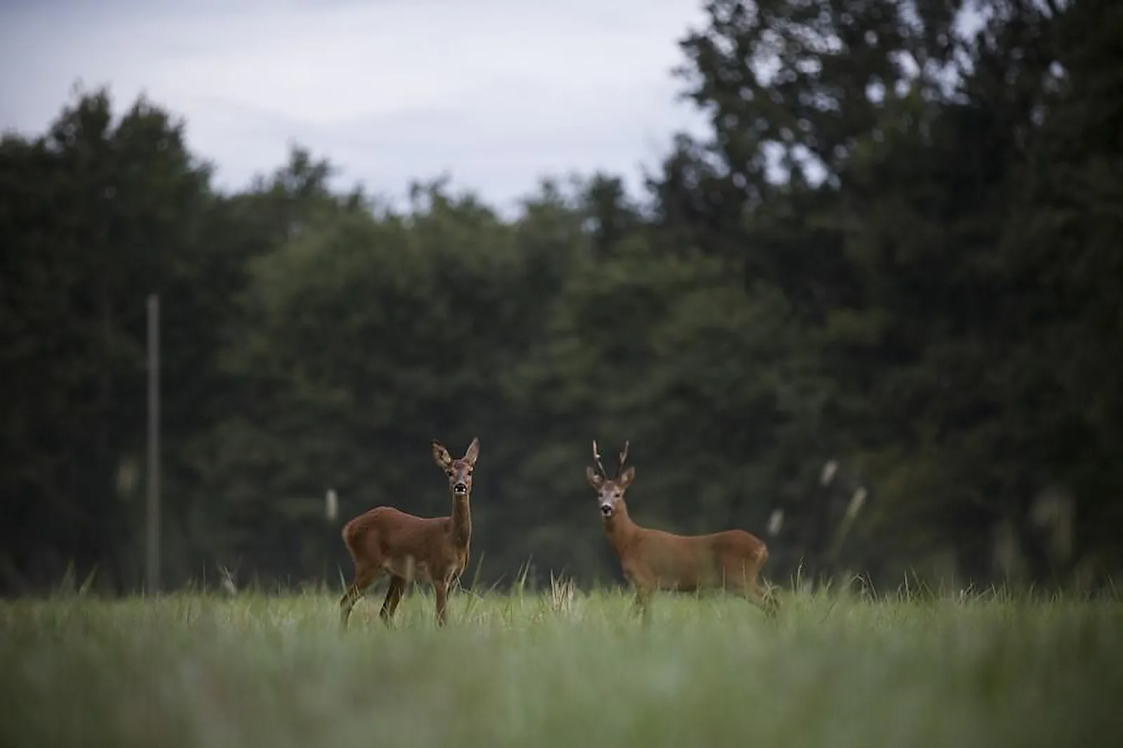 Lieux événementiels, LE GLANDIER