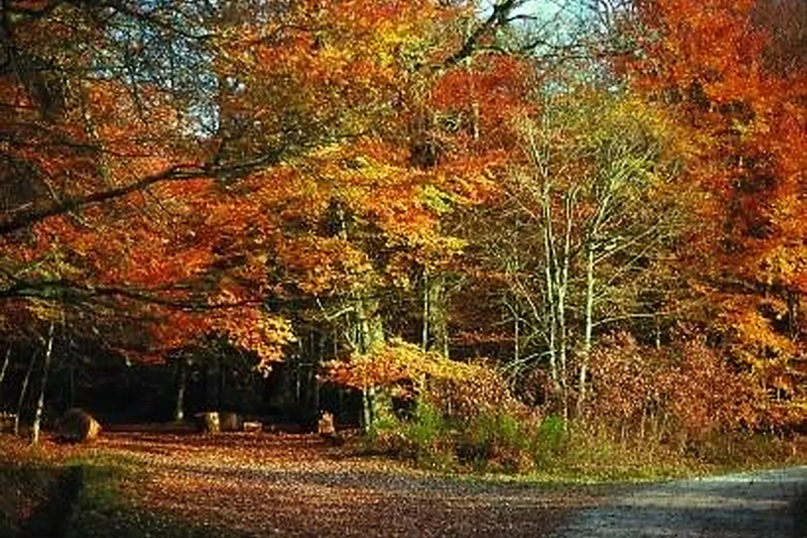 Lieux événementiels, LE NOIRLAC