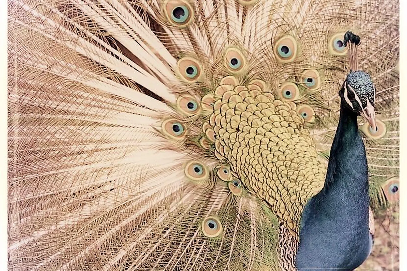 Lieux événementiels, LE PAON COWORKING  MEETING SPOT