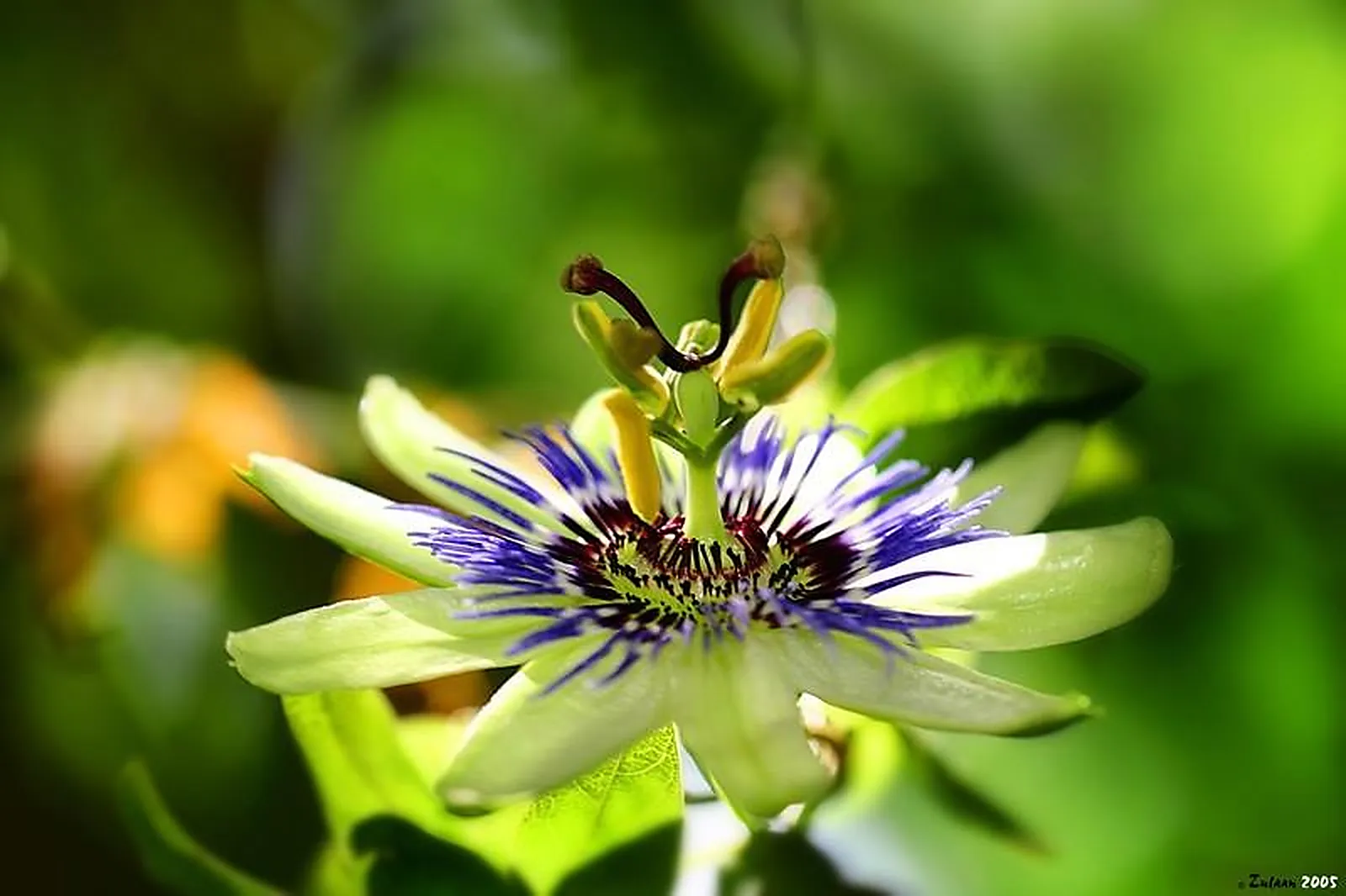 Lieux événementiels, PARC PHOENIX