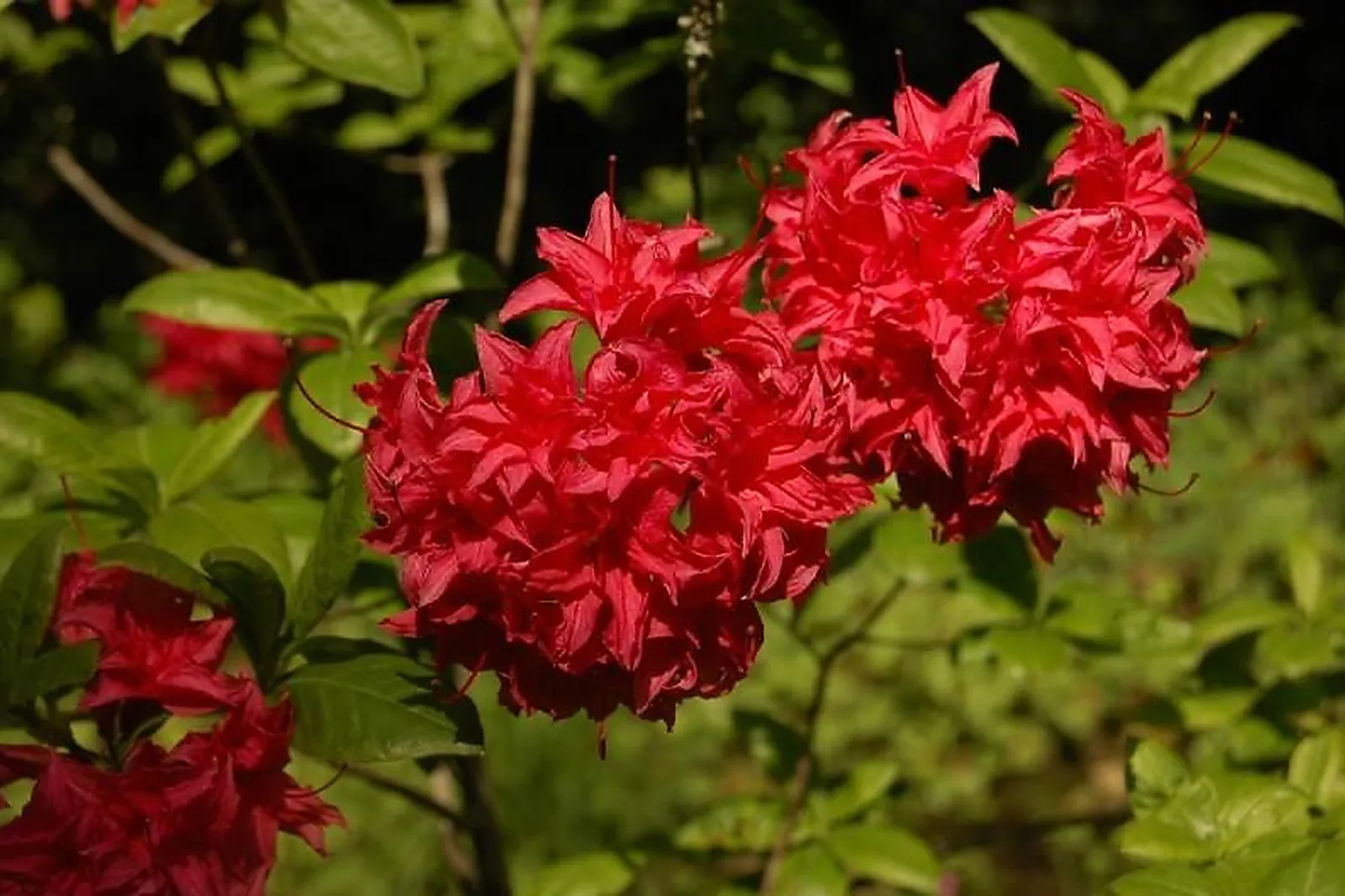 Lieux événementiels, PARC DE LA TEYSSONNIÈRE