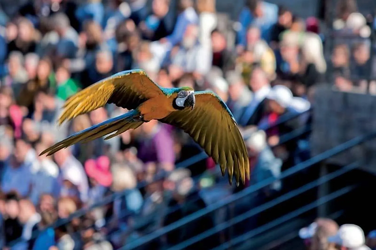 Lieux événementiels, PARC DES OISEAUX