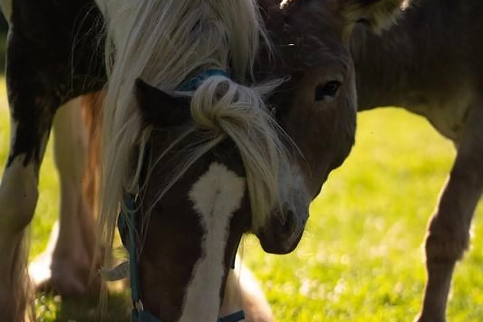 Lieux événementiels, ROCK ET BLEAU