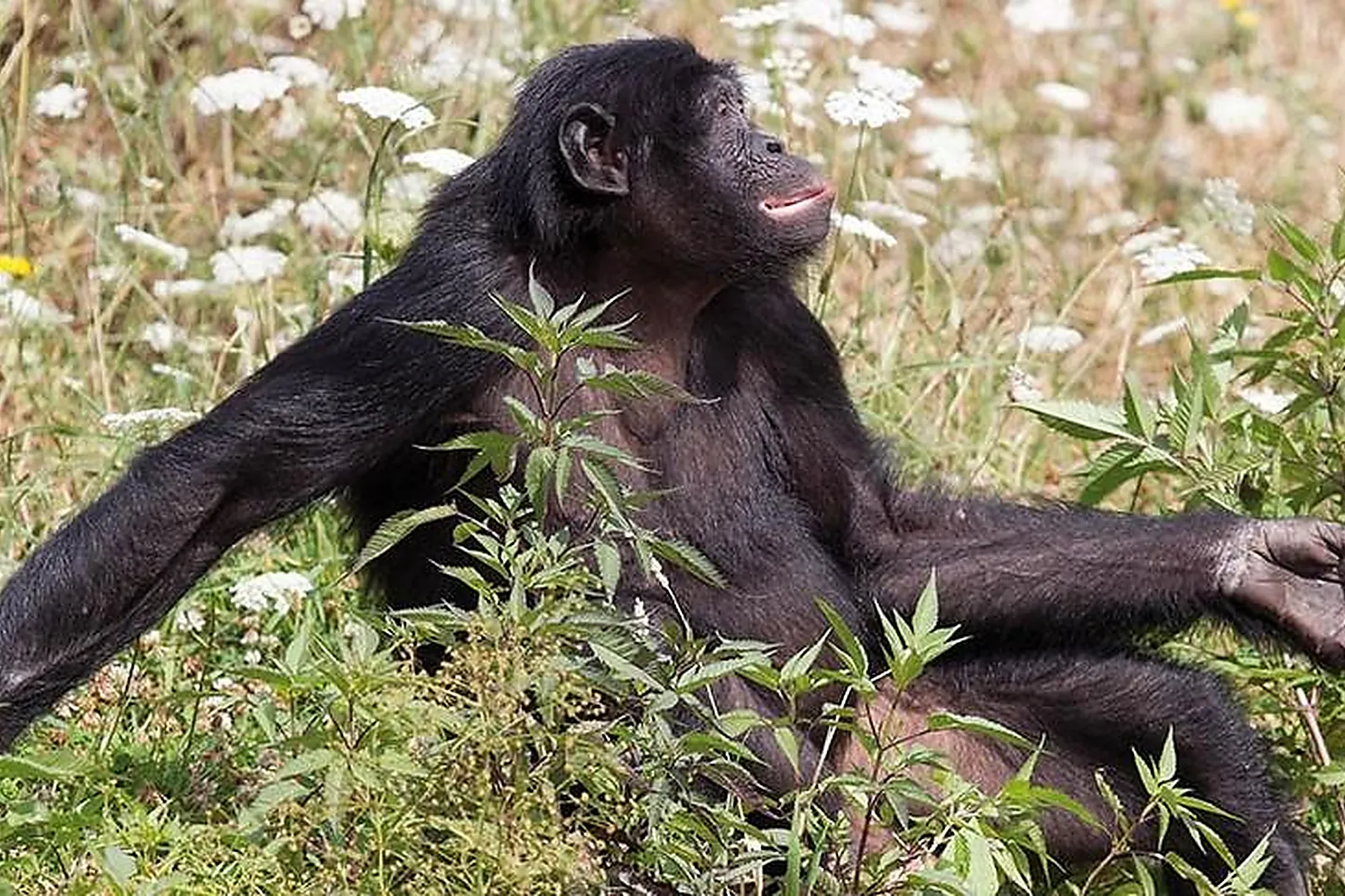 Lieux événementiels, VALLÉE DES SINGES