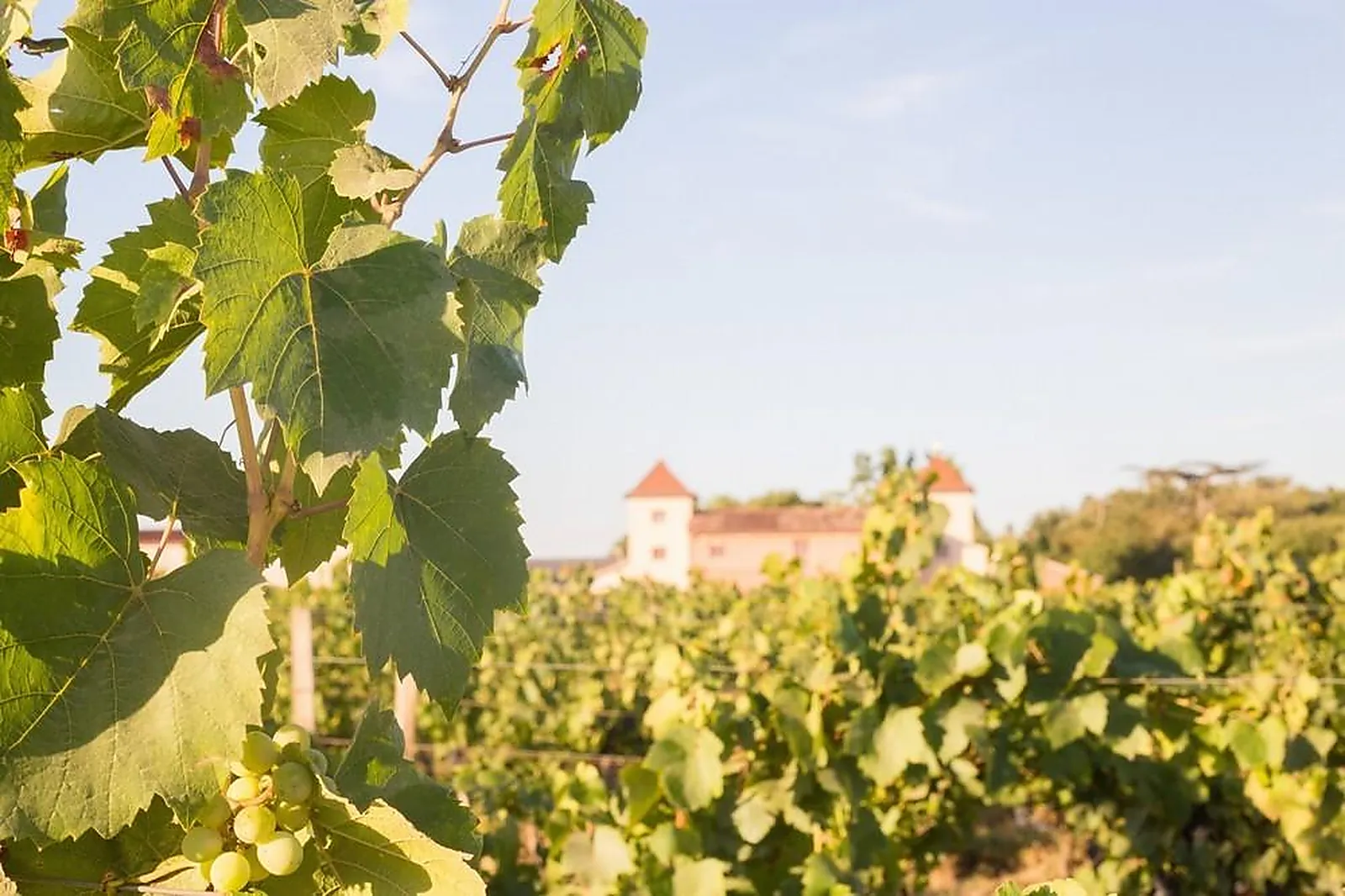 Lieux événementiels, VIGNOBLE CASSIN
