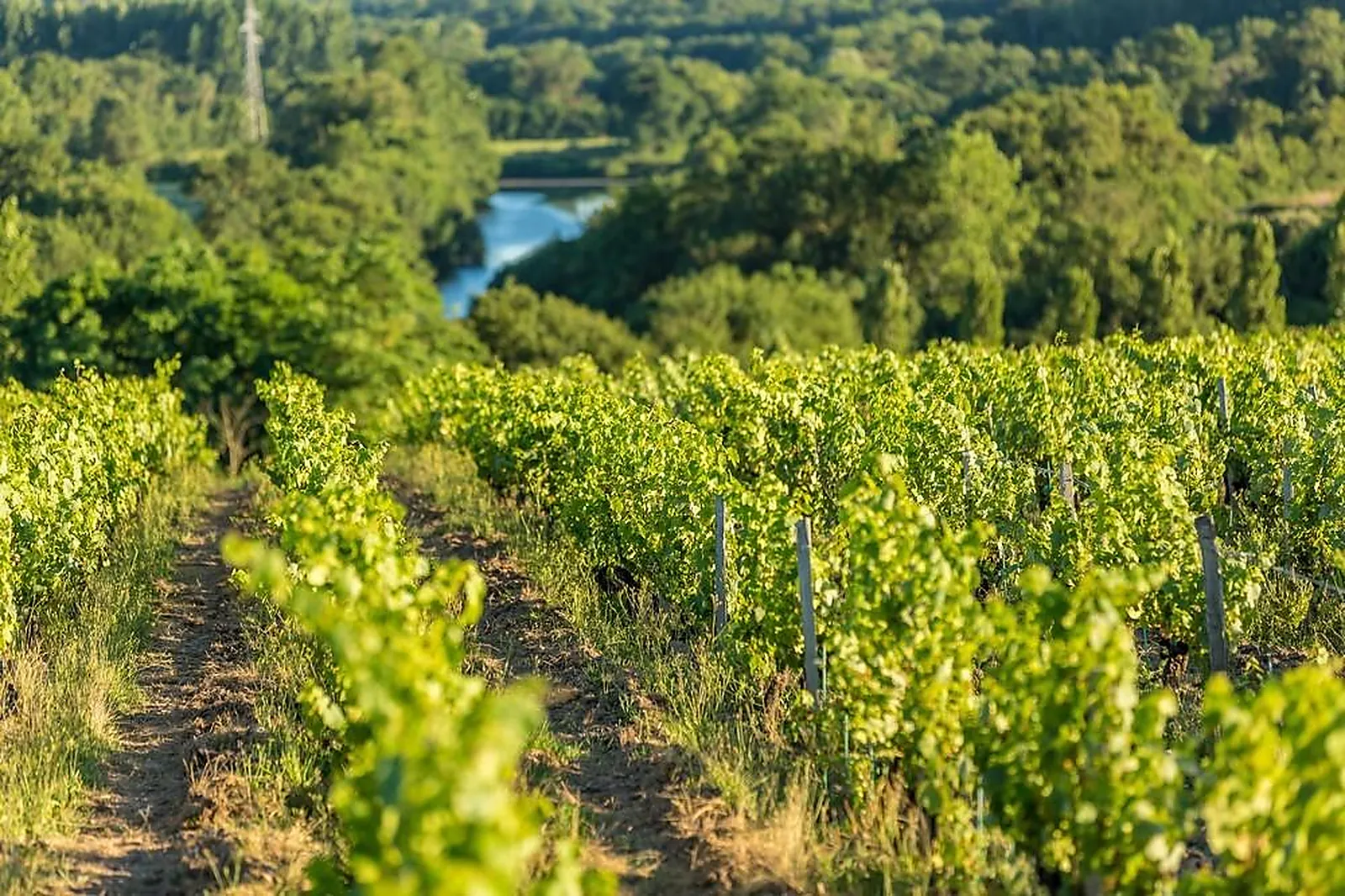 Lieux événementiels, VIGNOBLES MOURAT