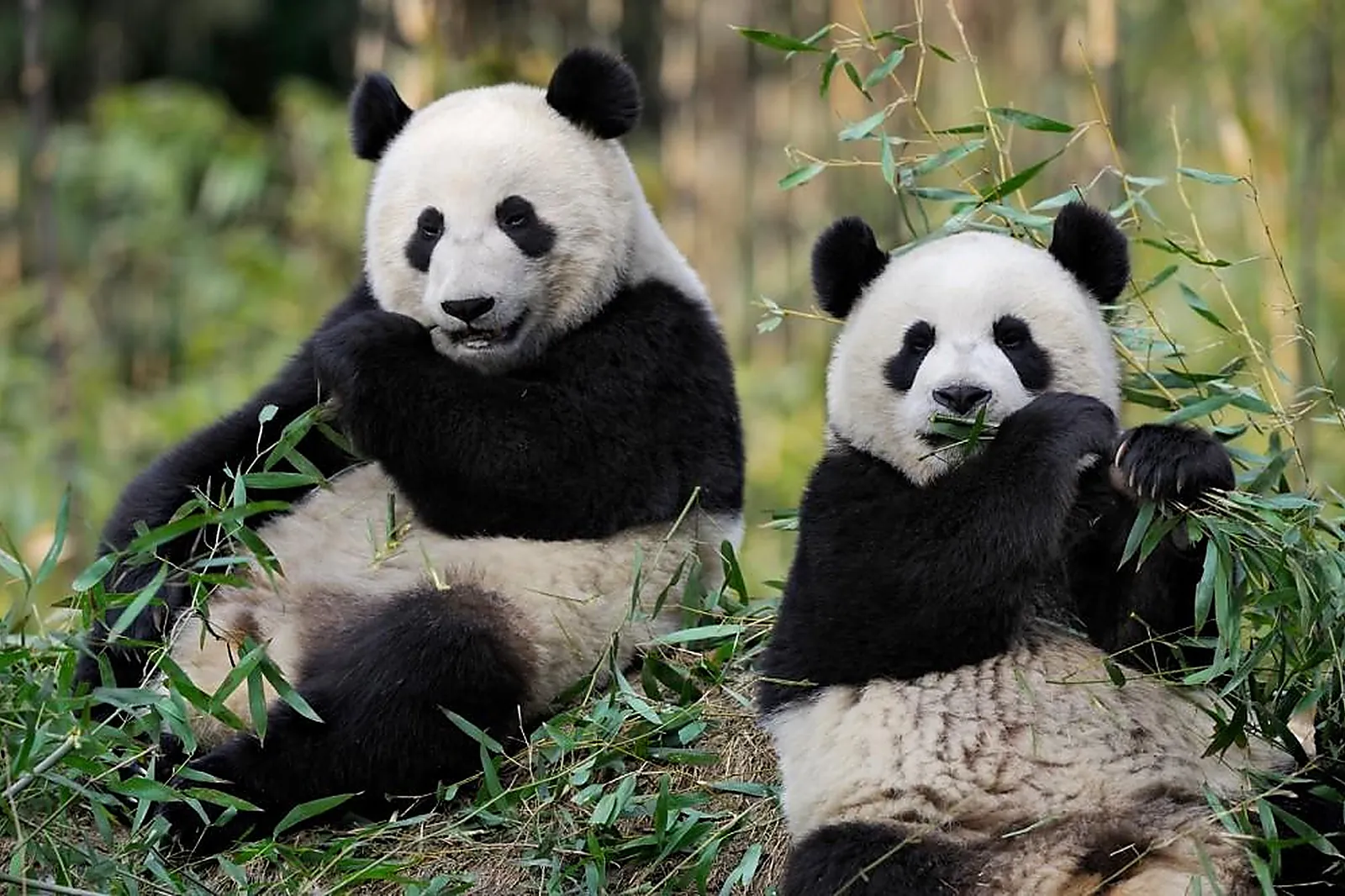 Lieux événementiels, ZOOPARC LES HÔTELS DE BEAUVAL