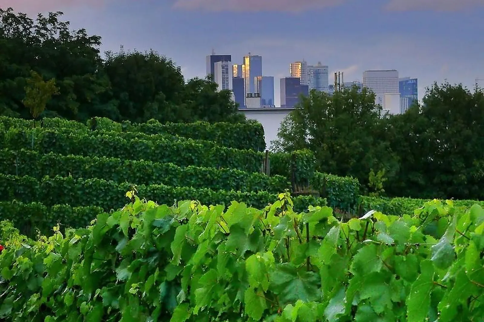 Animations événementielles, ŒNODYSSÉE